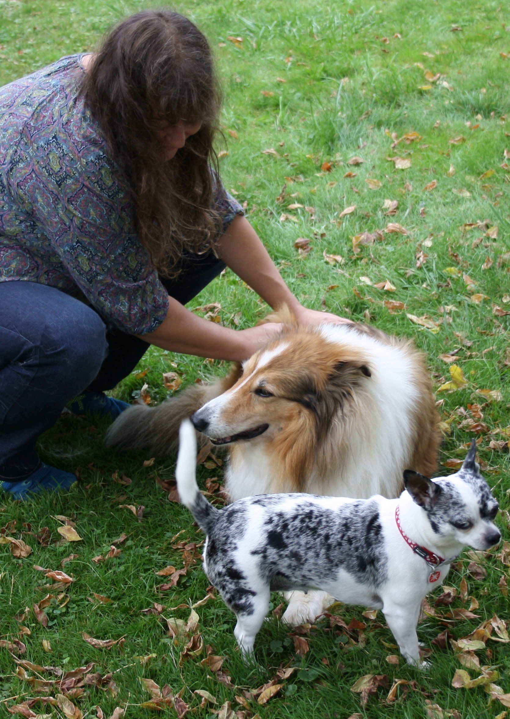 Hundeosteopathie. Sanfte Mobilisation der Wirbelsäule damit Schmerzen und Verspannungen verschwinden Hundeosteopathie auch für scheue Tiere, Verena Berthold, Hund und Pferd lieben Osteopathie damit Schmerzen und Verspannungen verschwinden, unterwegs in Oberbayern, Niederbayern und Teilen von Österreich