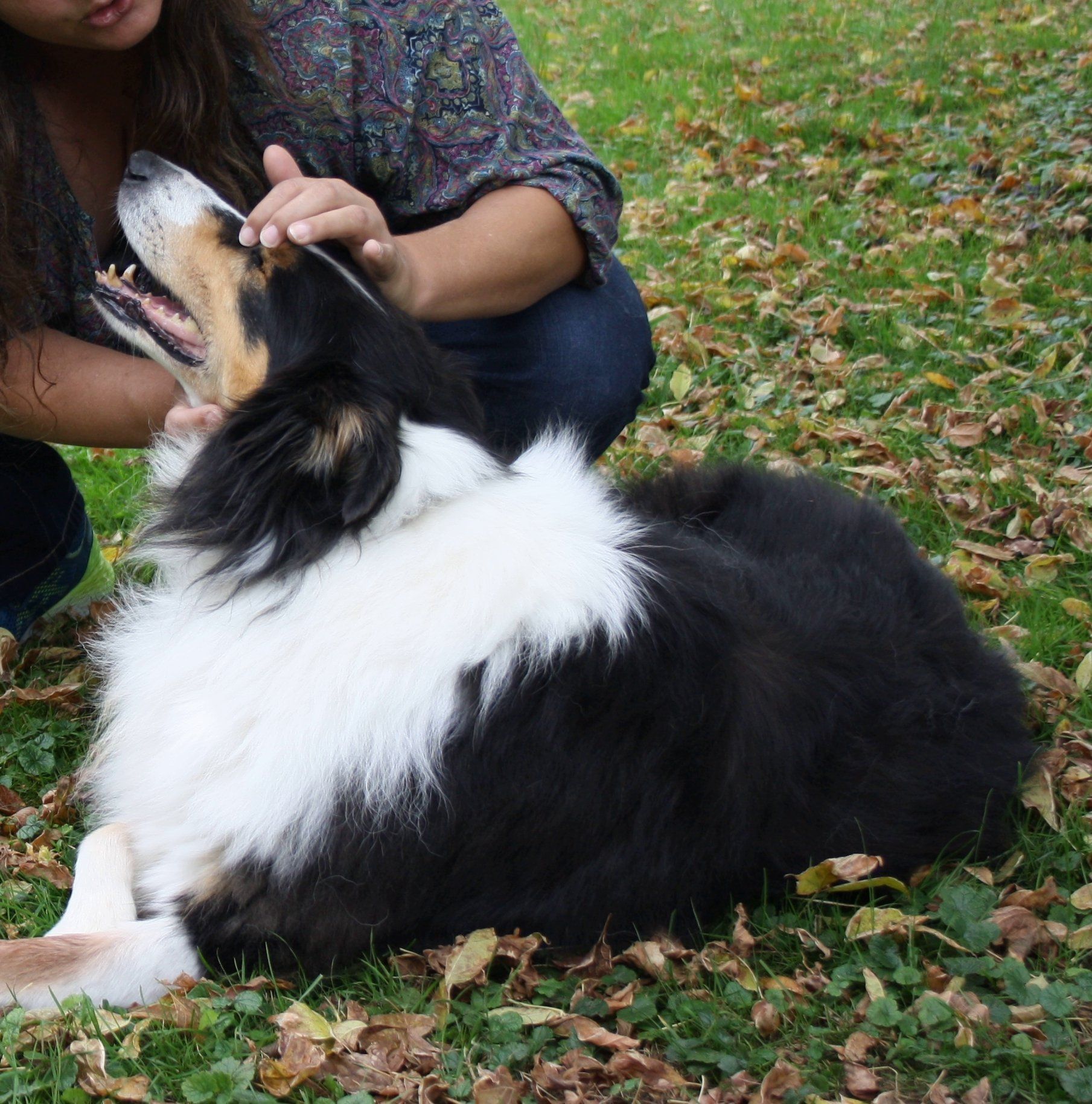 Hundeosteopathie, Cranio (Krania-Sakral) zum lösen des Tränenbeins, damit das lästige tränen aufhört Hundeosteopathie, Verena Berthold, bei Mühldorf und Altötting auch in den Landkreisen Landshut, München, Ebersberg, Erding, Rosenheim, Traunstein, Rottal-Inn, Dingolfing, sowie in Teilen von Österreich