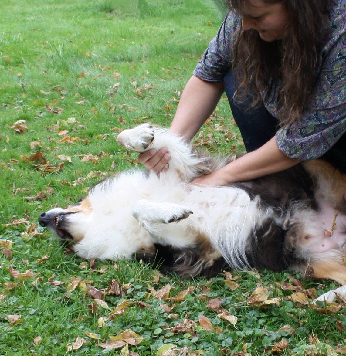 Hundeosteopathie in Oberbayern, Niederbayern und Teilen von Österreich hilft gegen Schmerzen, Alterserscheinungen, Humpeln, lindert Verspannungen und Akupressur kann bei Atrose Wunder helfen. Osteopathie Hund