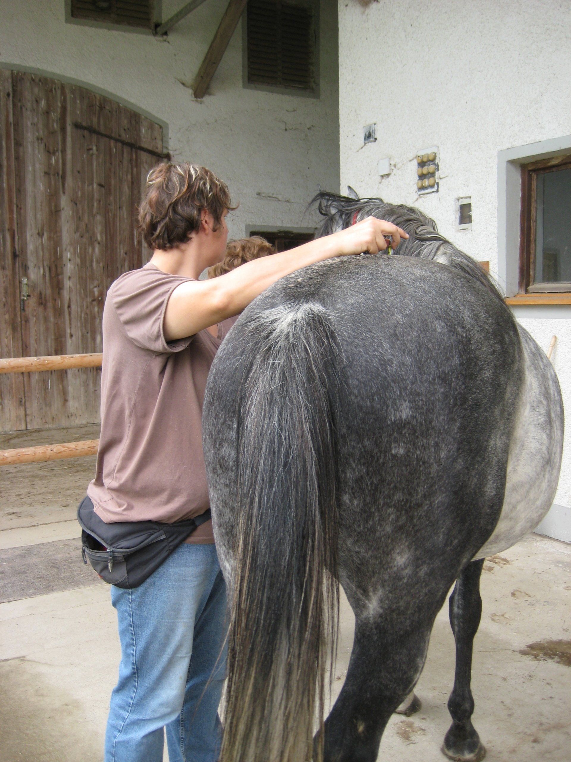 Wirbel- und Ileosakralprobleme (ISG) machen den Pferden aber auch den Hunden oft zu schaffen, Cranio-Sacral Osteopathie und Energetik lösen. Die Schiefe des Pferdes wieder begradigen, Hund und Pferd den Schub aus der Hinterhand wieder zuführen, Hund und Pferd lieben Osteopathie in Bayern in der Nähe von Mühldorf und Altötting in Oberbayern, Niederbayern und Teilen von Österreich unterwegs