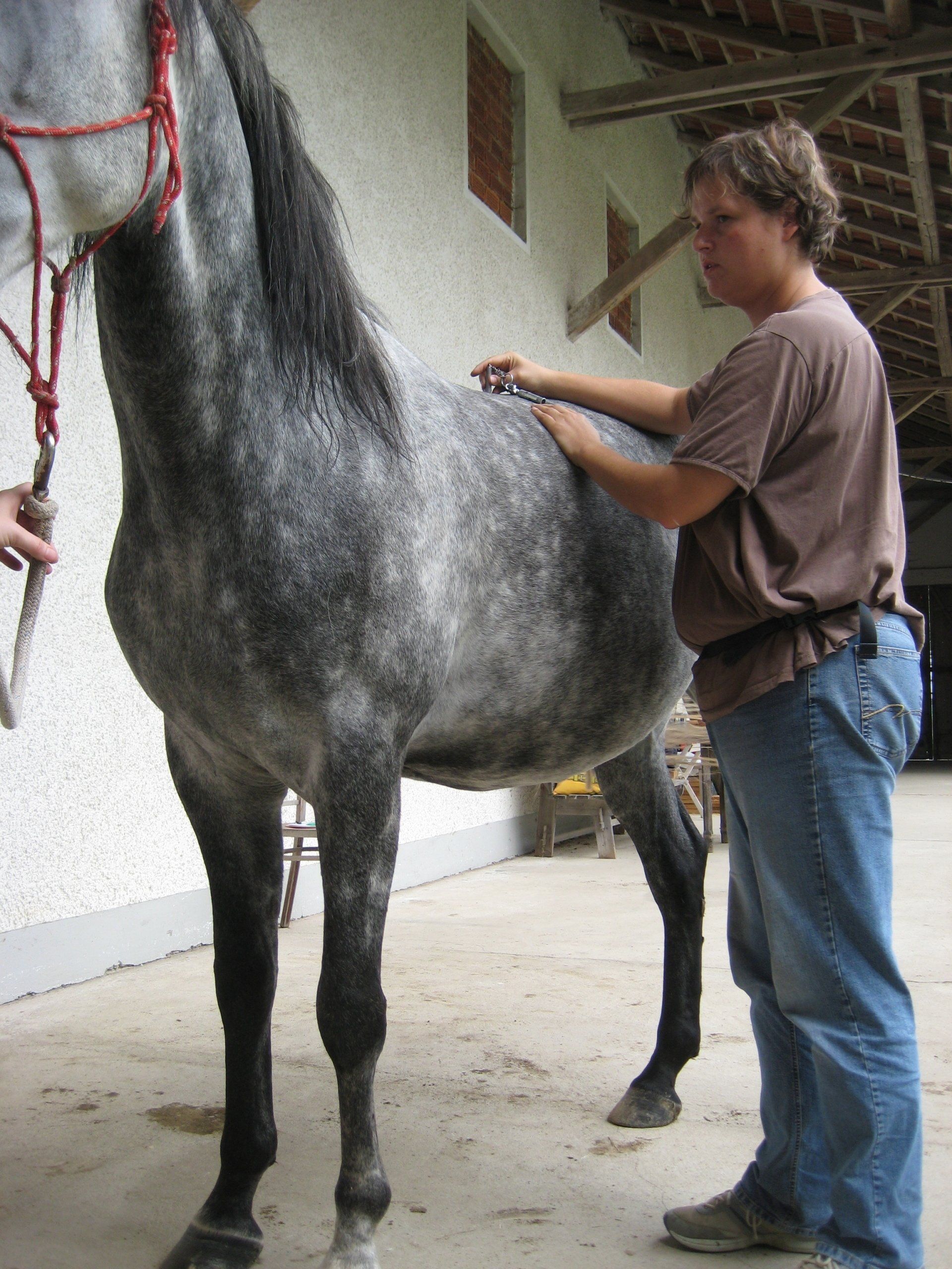 Wirbel- und Organ-Blockaden über Cranio - Osteopathie und Energetik lösen. Schiefe des Pferdes wieder begradigen, Hund und Pferd lieben Osteopathie in Bayern in der Nähe von Mühldorf und Altötting in Oberbayern, Niederbayern und Teilen von Österreich unterwegs
