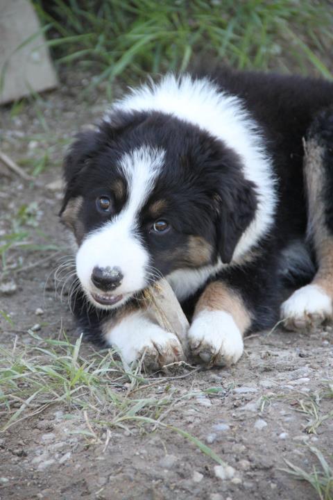Hundeosteopathie Hilfe für die ganz Kleinen. Hundeosteopathie, Hilfe bei Atoxischen Bewegungen, Wirbel-luxationen, und sonstigen Ausfällen, Hund und Pferd lieben Osteopathie, Verena Berthold unterwegs in Oberbayern, Niederbayern und Teilen von Österreich, z.B. in den Landkreisen, Erding, Ebersberg, Rosenheim, Traunstein, Dingolfing, Rottal-Inn, Landhut und München