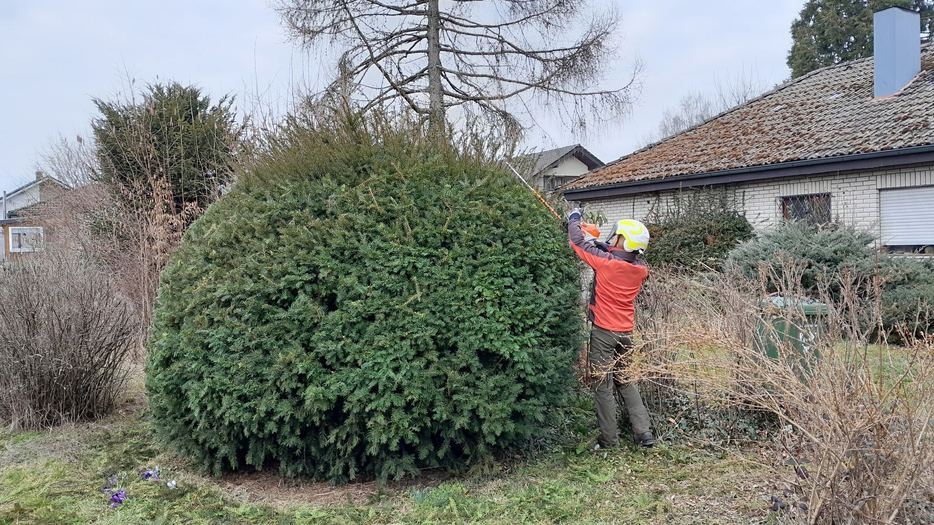 Rodungen, Gehölzschnitt, Heckenschnitt