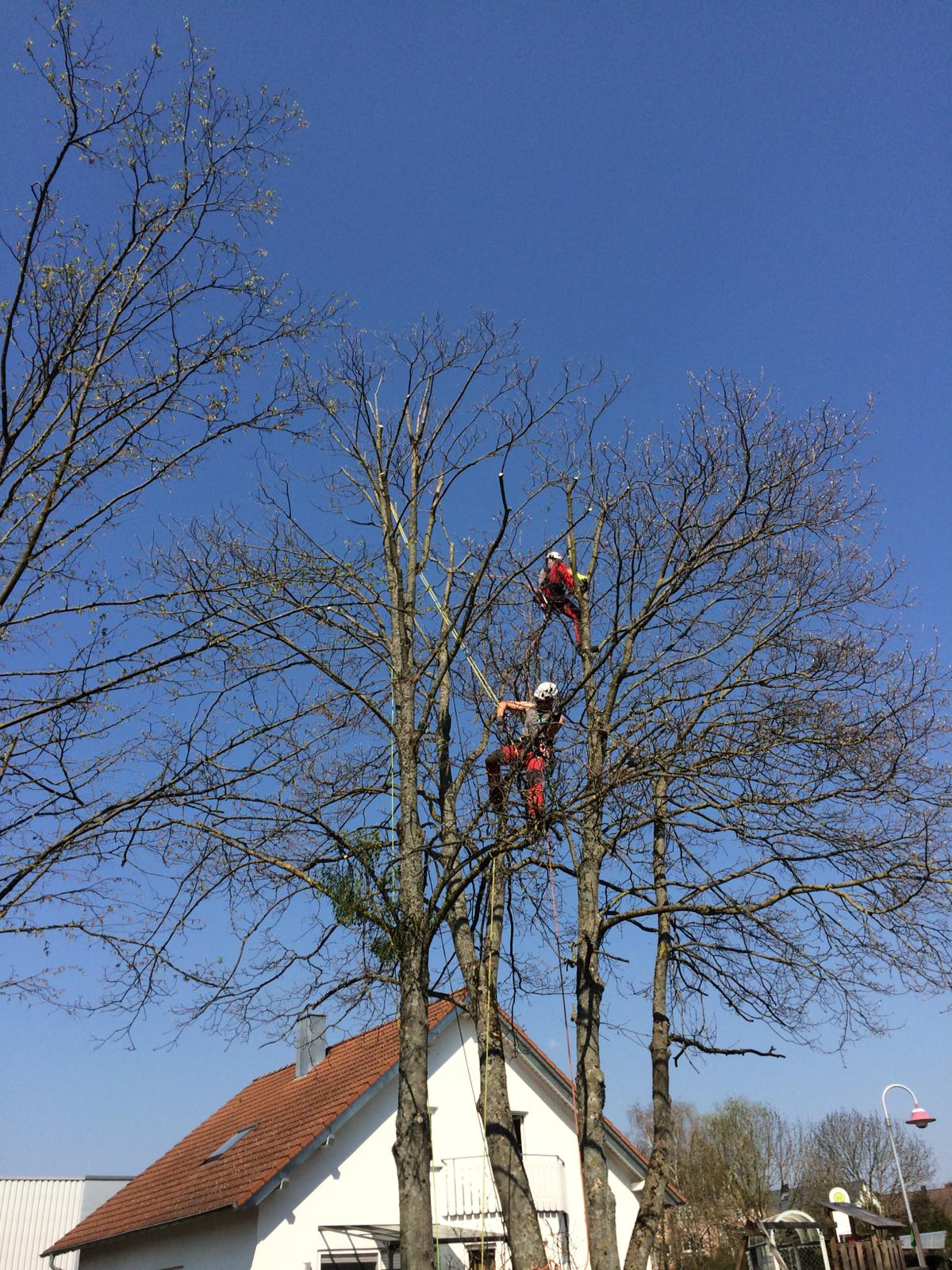 Baumpflege mit Seilklettertechnik