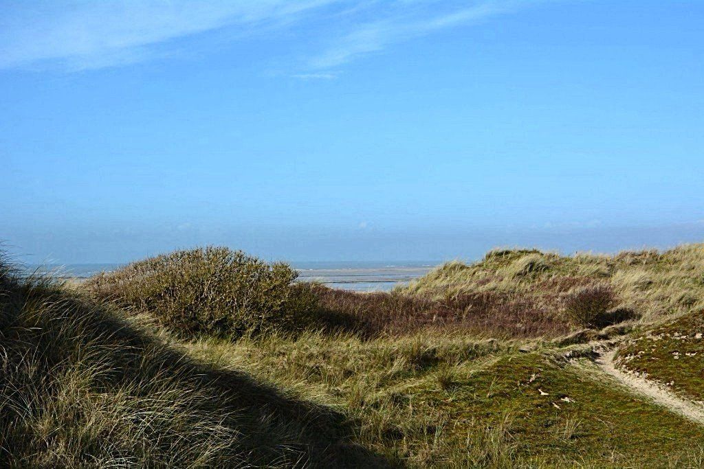 Strandmöwe Normandie
