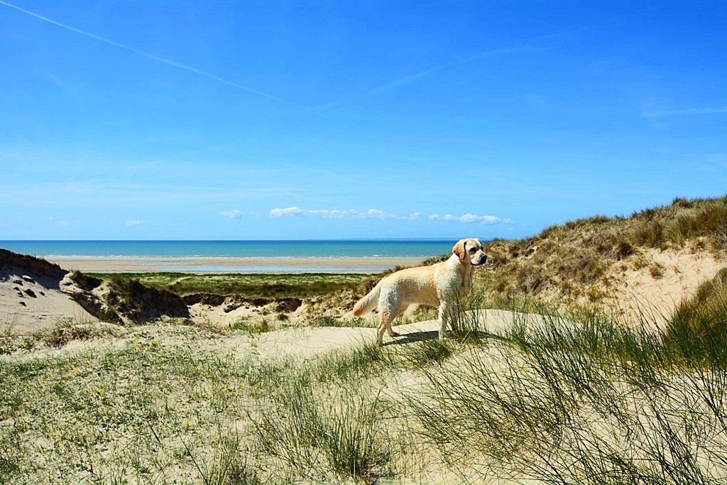 Dünen von Hatainville