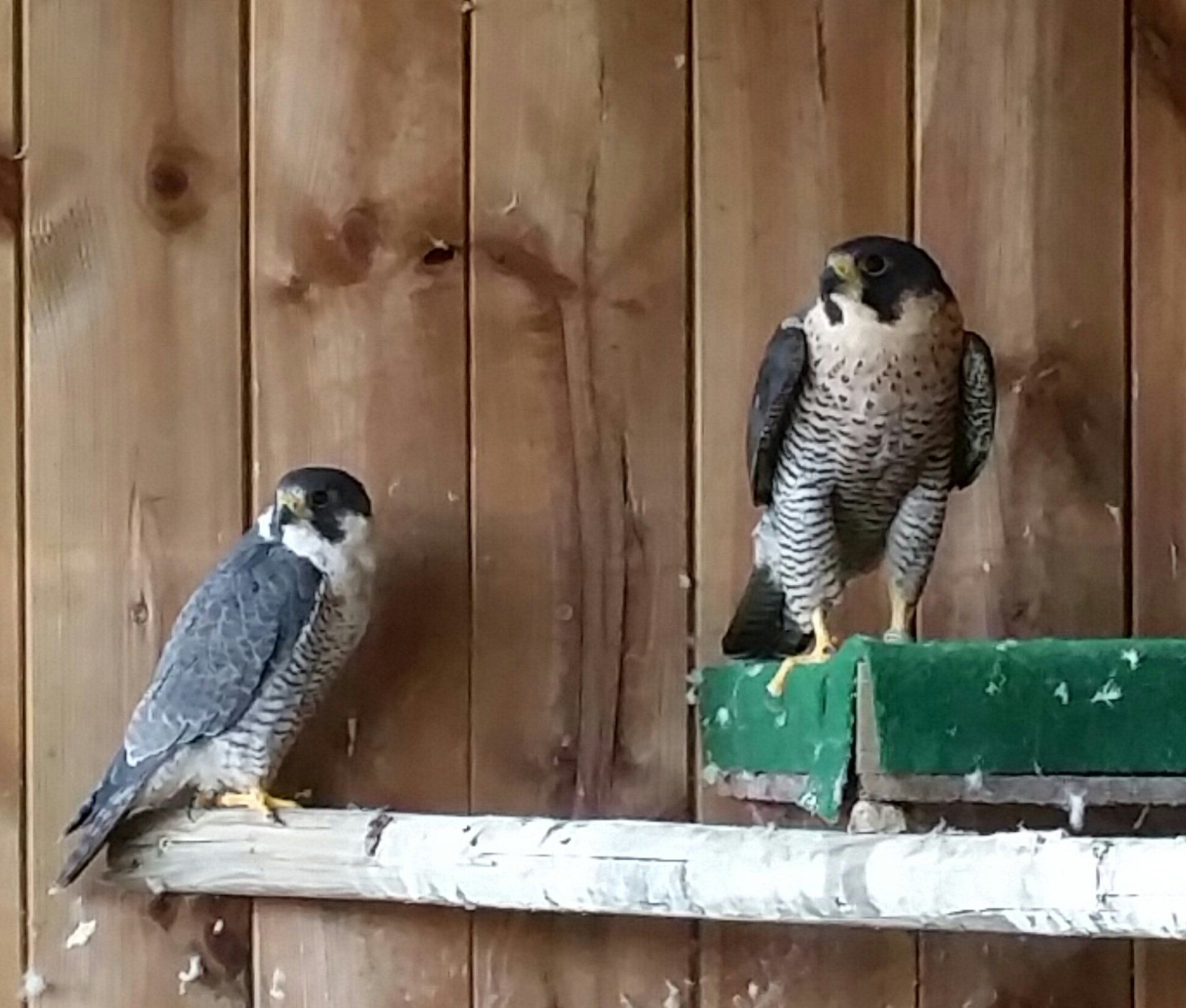 élevage faucon pèlerins