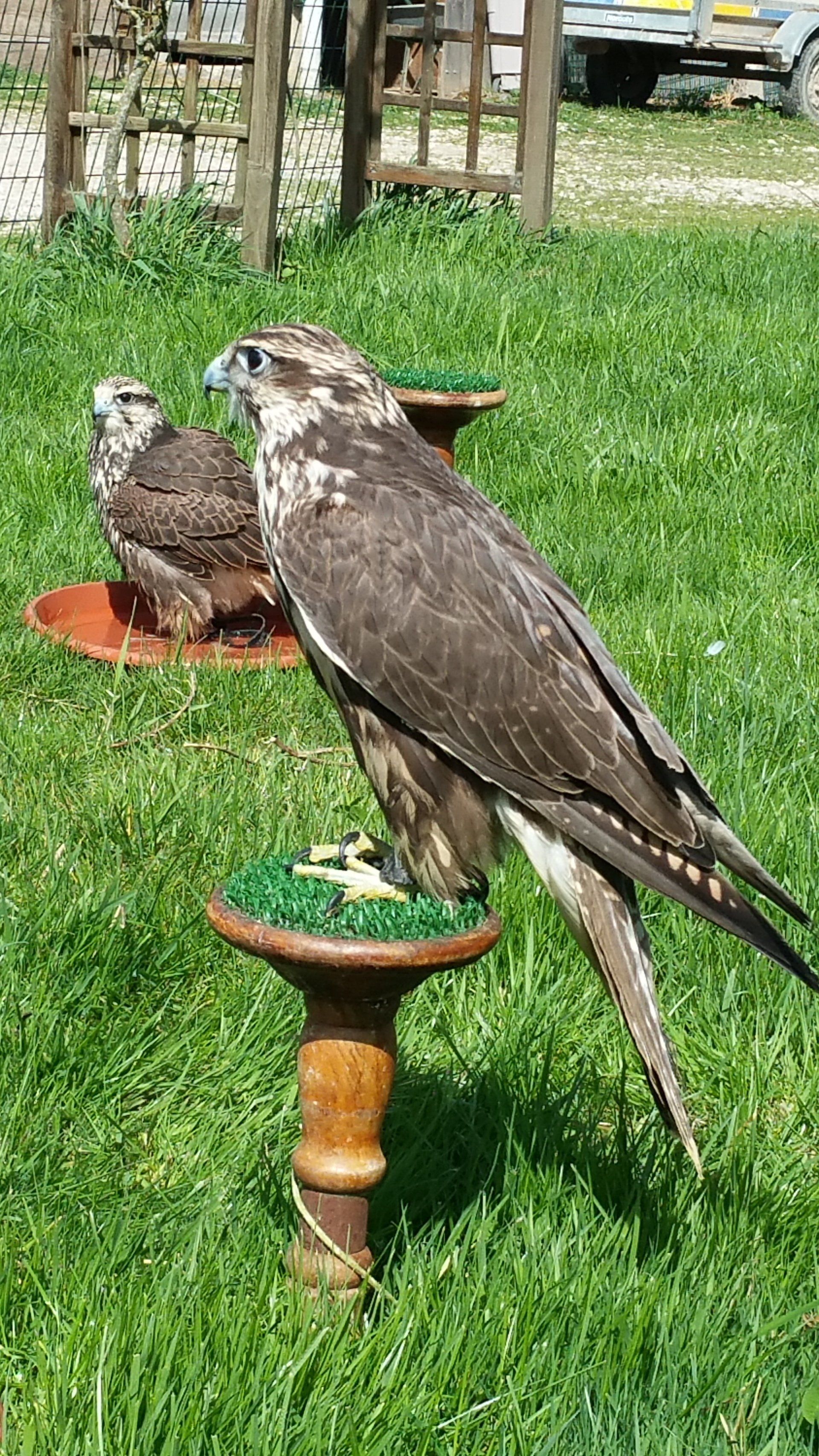 faucon sacre élevage Découvrez l’élevage de faucons et de rapaces en France, une pratique alliant passion et savoir-faire pour la préservation et la gestion de ces oiseaux de proie.