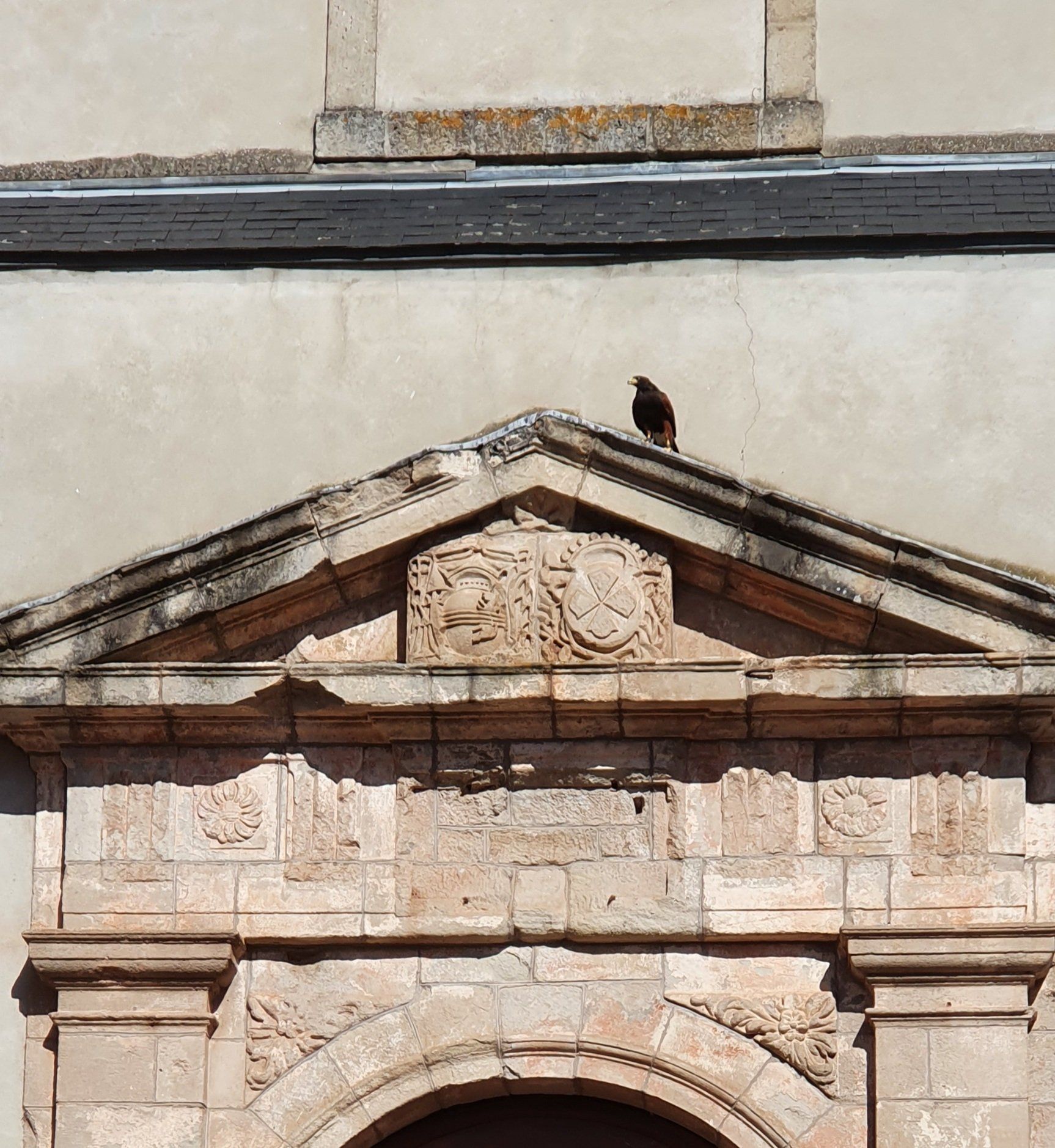 protection bâtiments contre les pigeons
