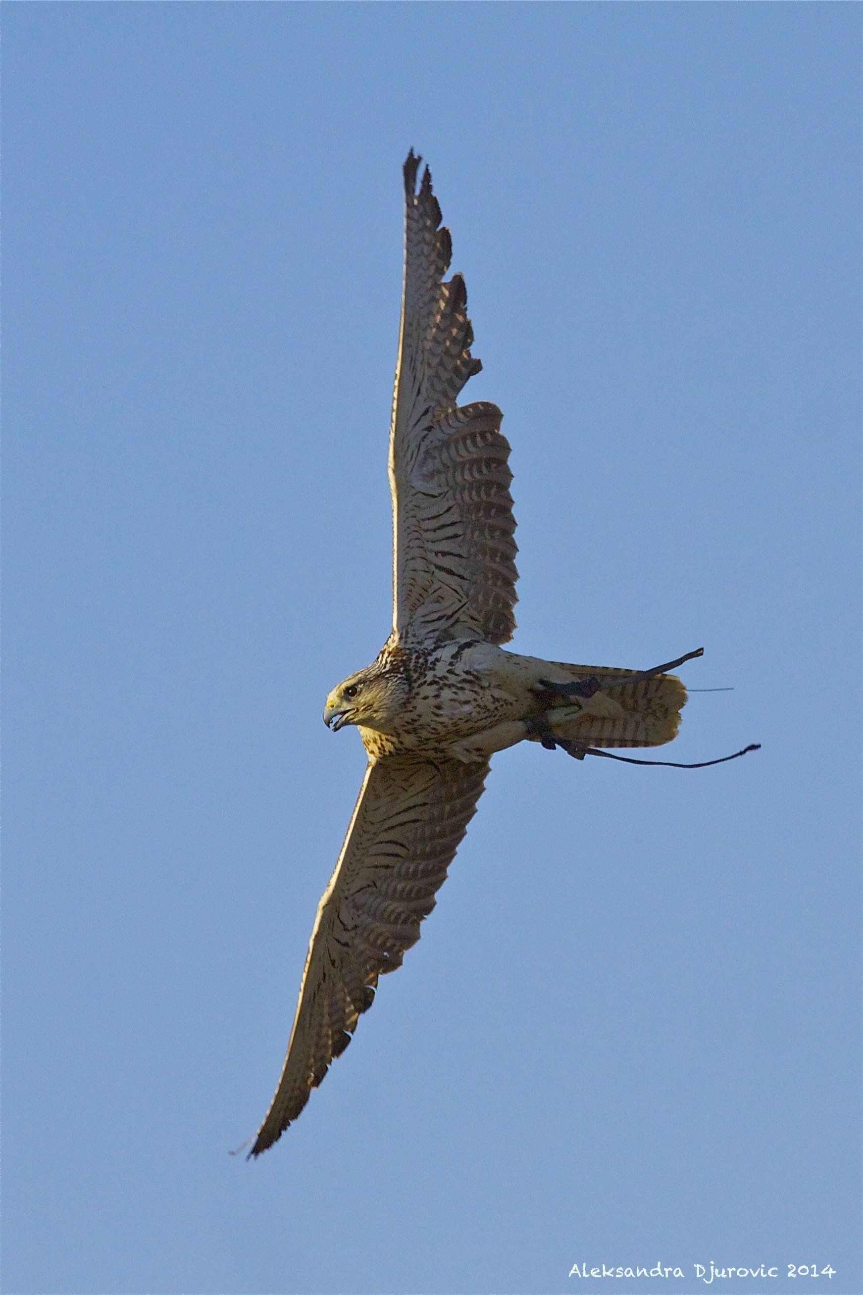 avion rapaces