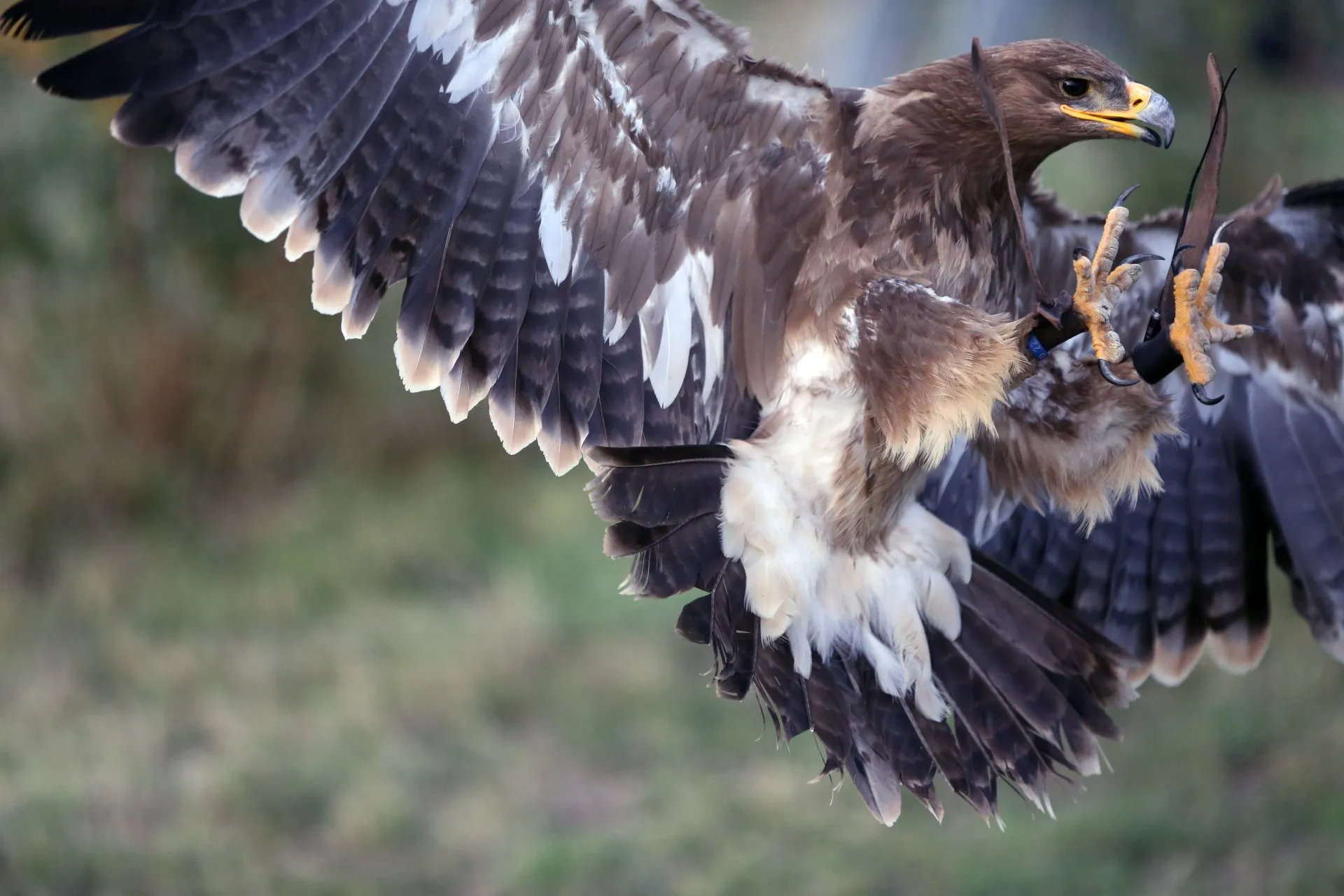 Aigle cinema Fauconnier davy Lacroix