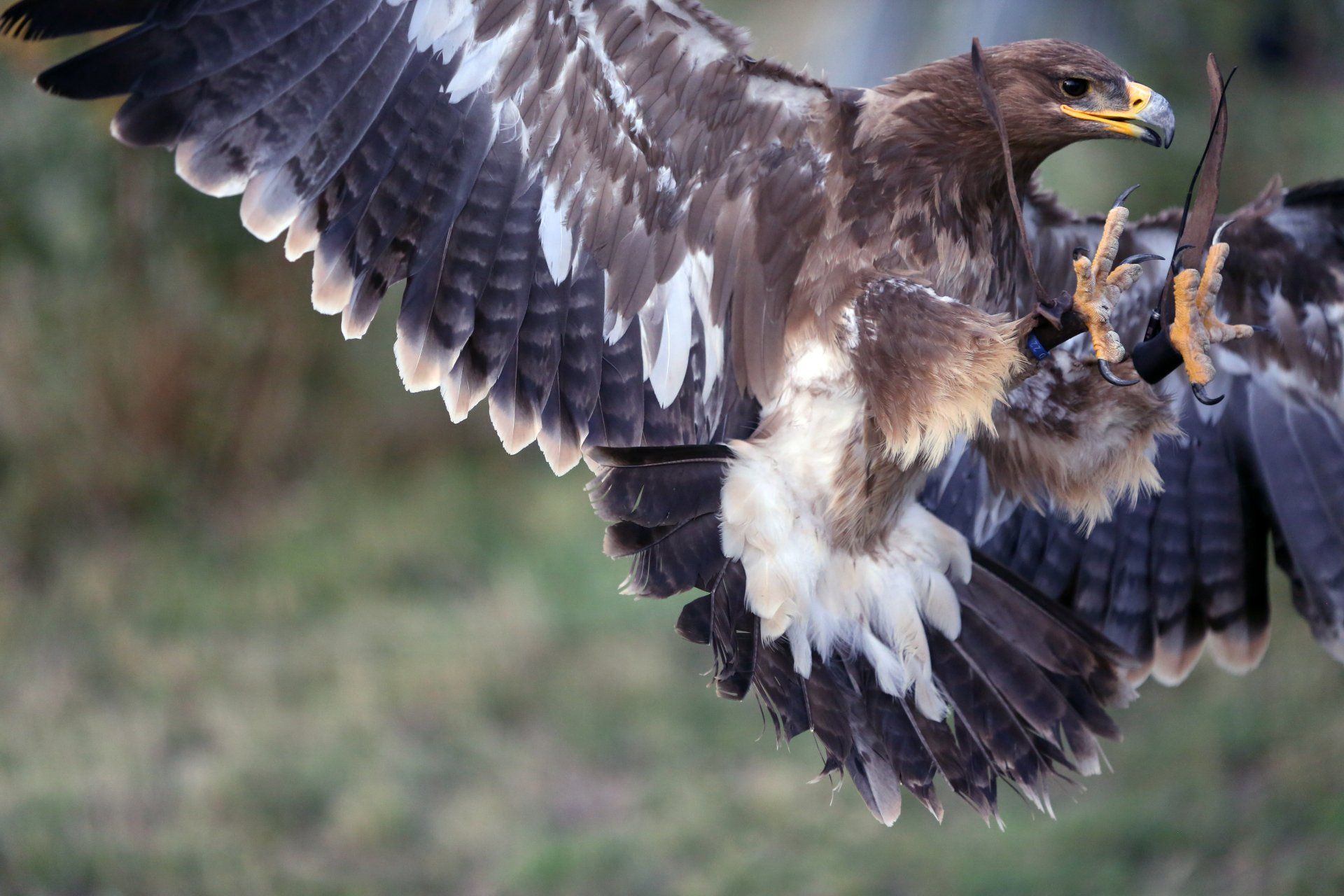 effarouchement pigeon L’effarouchement par des rapaces utilise le comportement naturel de ces oiseaux pour éloigner les nuisibles de vos cultures ou espaces, tout en respectant l’équilibre écologique.