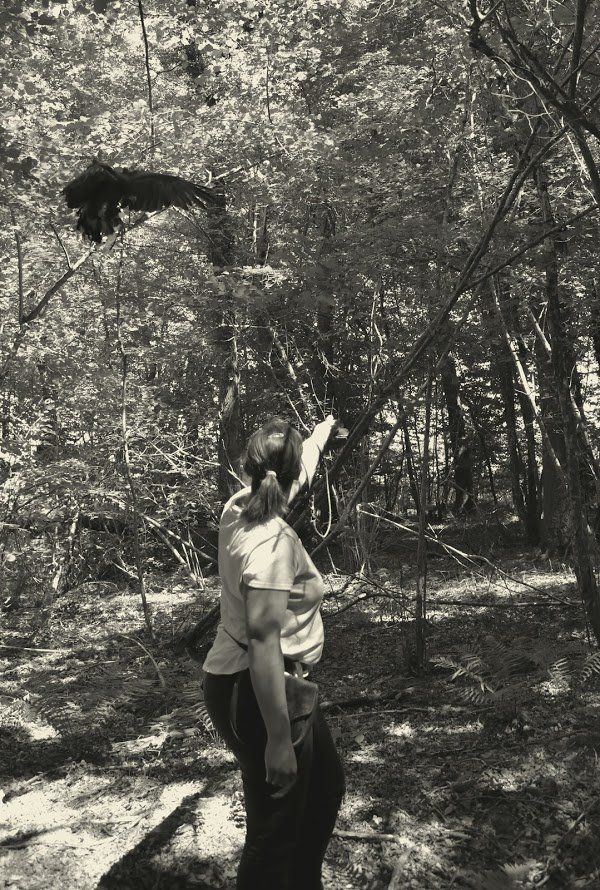 initiation rapaces fauconnerie