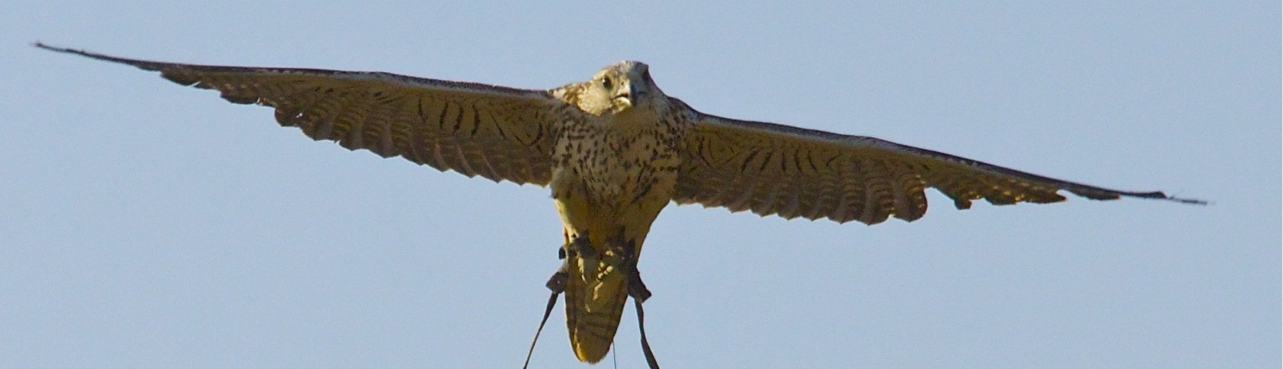 Elevage de faucon sacre Davy Lacroix