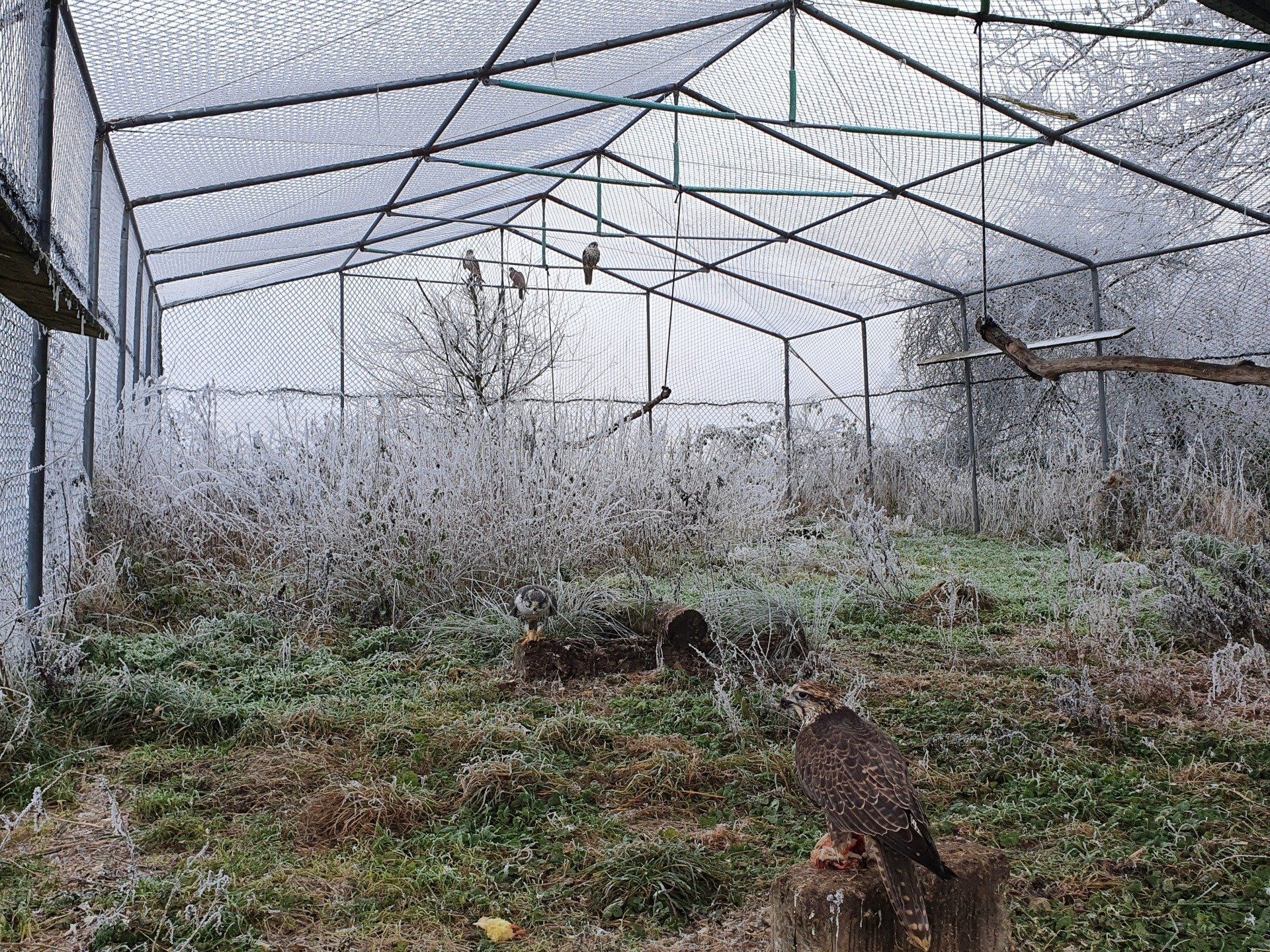 Elevage+faucon France Lacroix Davy Notre élevage de faucons et rapaces aux Émirats arabes unis combine tradition et expertise pour offrir des oiseaux de proie sains et équilibrés. Chaque faucon et rapace est élevé avec soin dans le respect de son bien-être, pour la fauconnerie, les compétitions traditionnelles ou l’effarouchement naturel. Découvrez notre savoir-faire unique en fauconnerie, et vivez l’expérience authentique de l’élevage de faucons dans la région du Golfe.