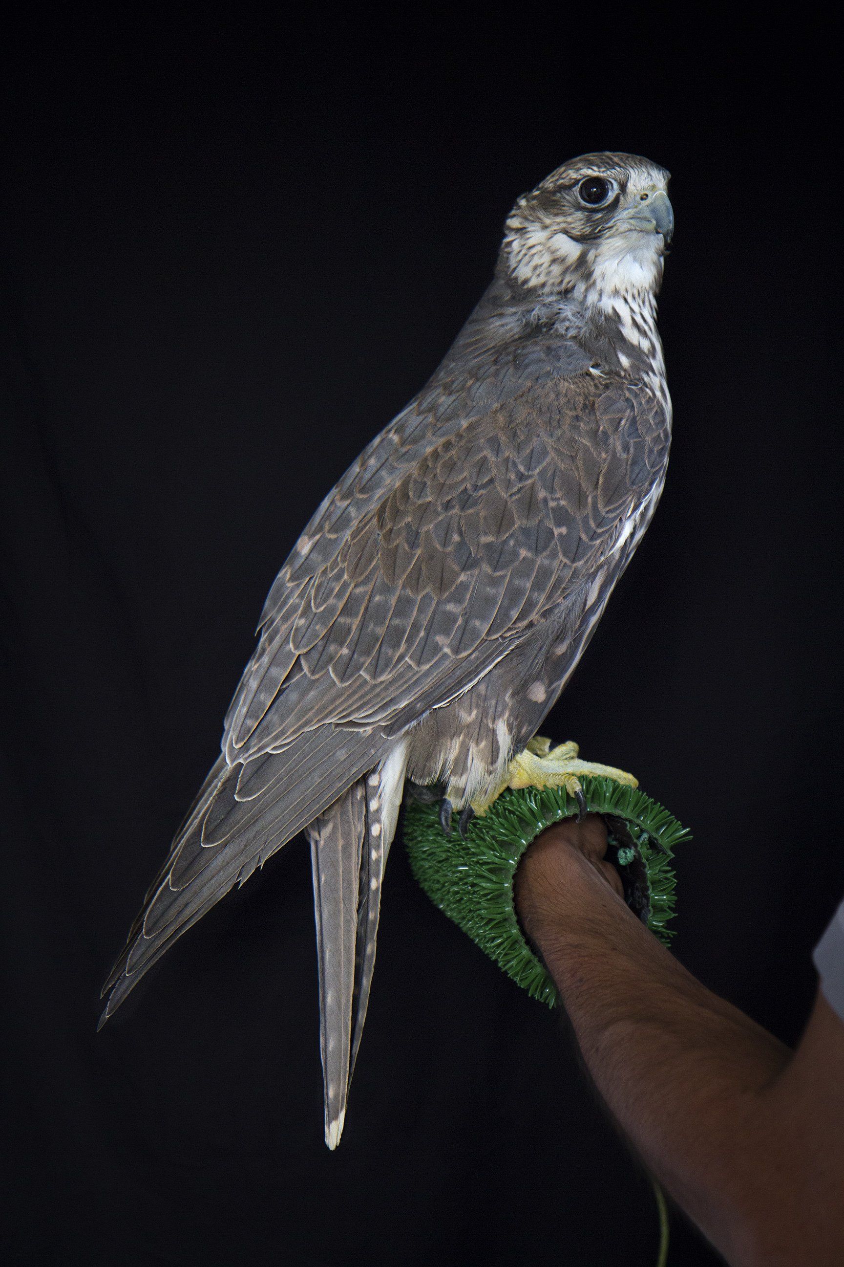 affaitage faucon Découvrez l’excellence de notre élevage de faucons et rapaces en France : des oiseaux robustes, élevés avec soin, prêts à révéler toute la magie de la fauconnerie.