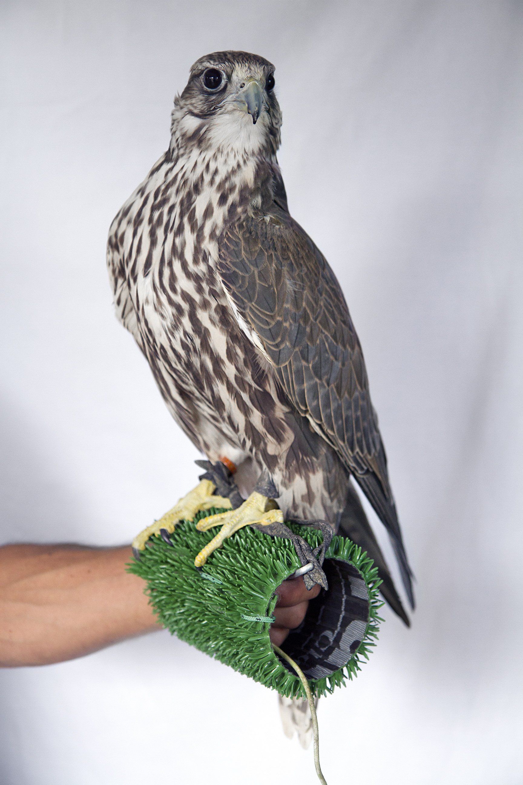 élevage faucon sacre altai