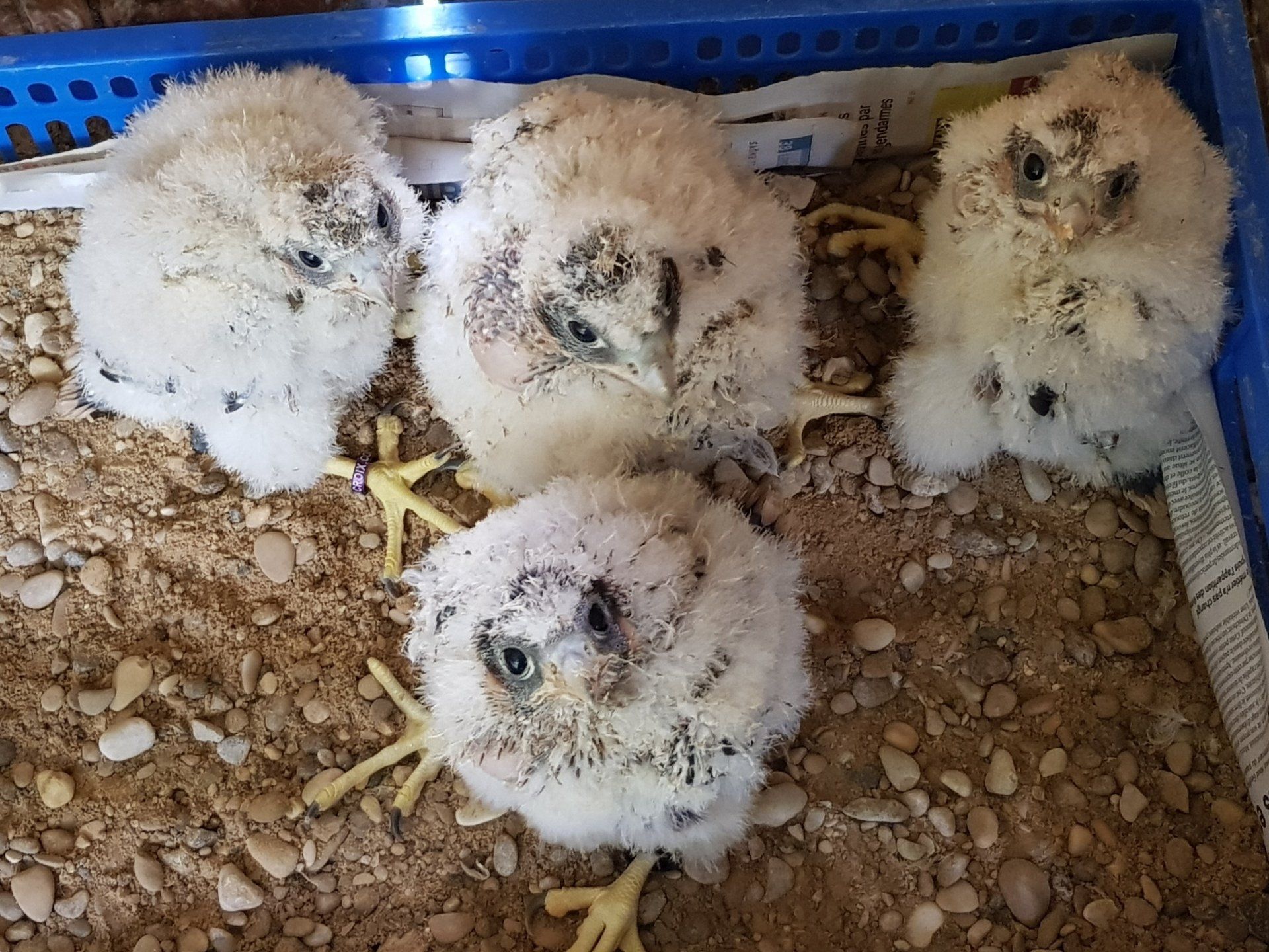 Elevage+jeune+faucon+pèlerins   reproduction Fauconnerie
 Lacroix Davy