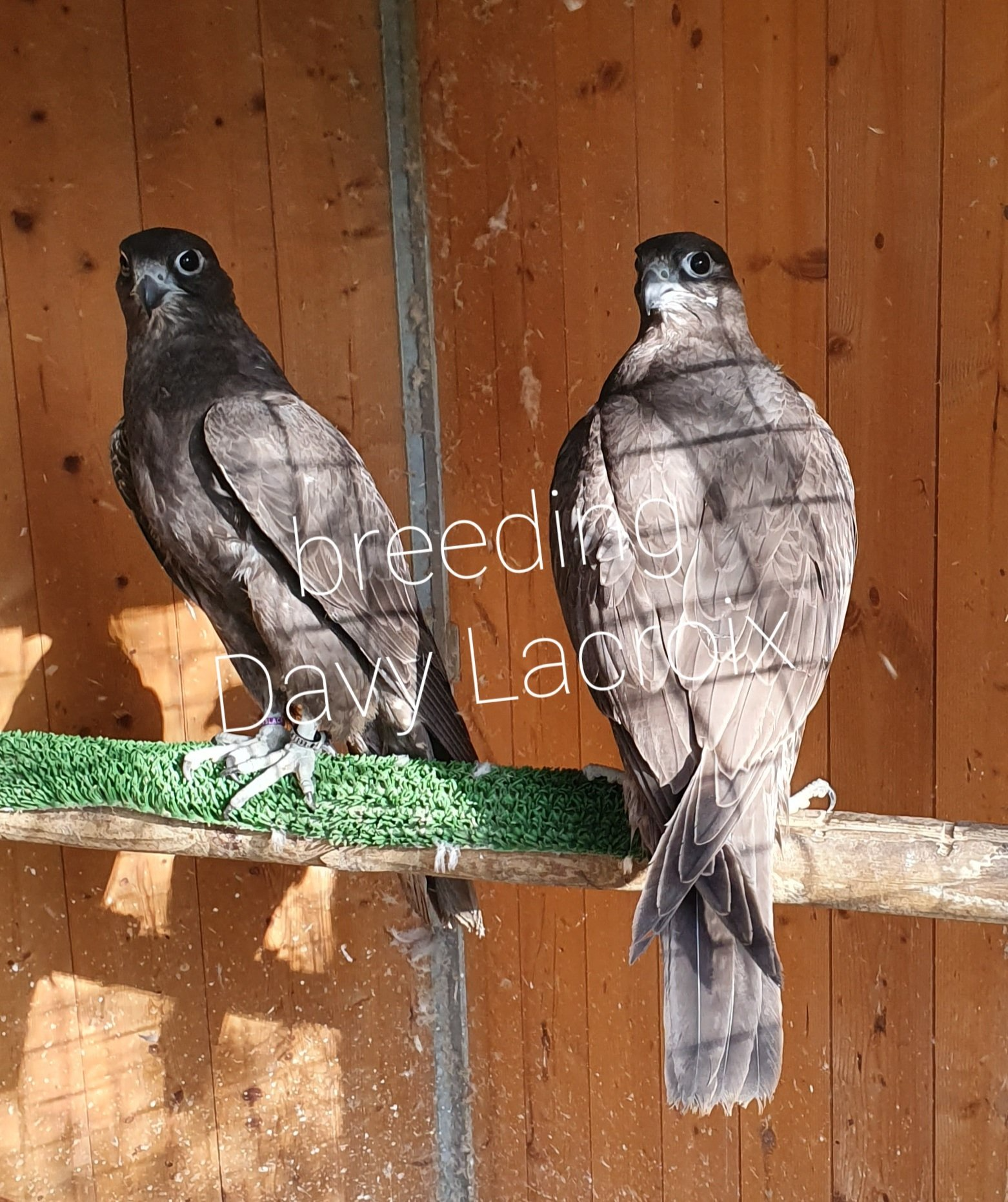 Notre élevage de faucons et rapaces, situé à proximité de Lyon, en France, allie passion et savoir-faire pour offrir des oiseaux de proie en parfaite santé. Chaque faucon et rapace est élevé avec soin, dans le respect de son bien-être et de l’environnement, pour la fauconnerie, l’effarouchement ou la conservation. Découvrez notre expertise unique, nos programmes d’élevage et profitez d’une expérience authentique autour de la fauconnerie dans la région lyonnaise.