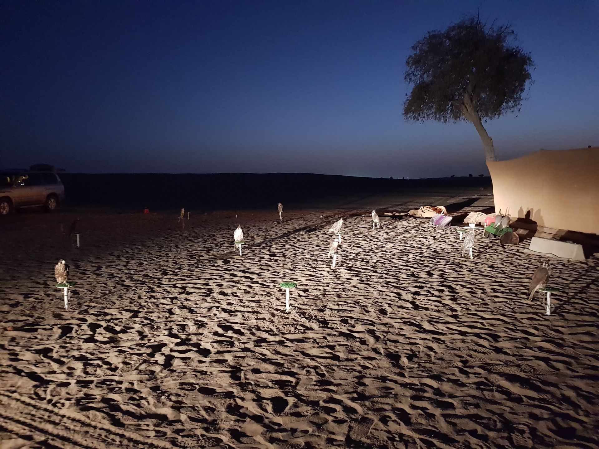 entrainement faucon Doubaï Davy Lacroix Notre élevage de faucons à Lyon et rapaces en France combine expertise et passion pour offrir des oiseaux de proie en parfaite santé. Chaque faucon et rapace est élevé dans le respect de son bien-être, pour la fauconnerie, l’effarouchement ou la conservation. Découvrez nos programmes d’élevage et notre savoir-faire unique en fauconnerie.
