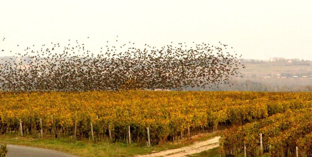 Problèmes avec les étourneaux en ville ou sur culture.