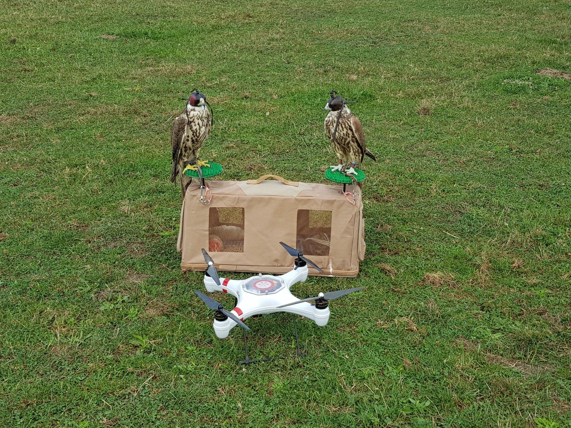 Les rapaces au service de votre protection : une solution naturelle et efficace pour effaroucher pigeons les nuisibles