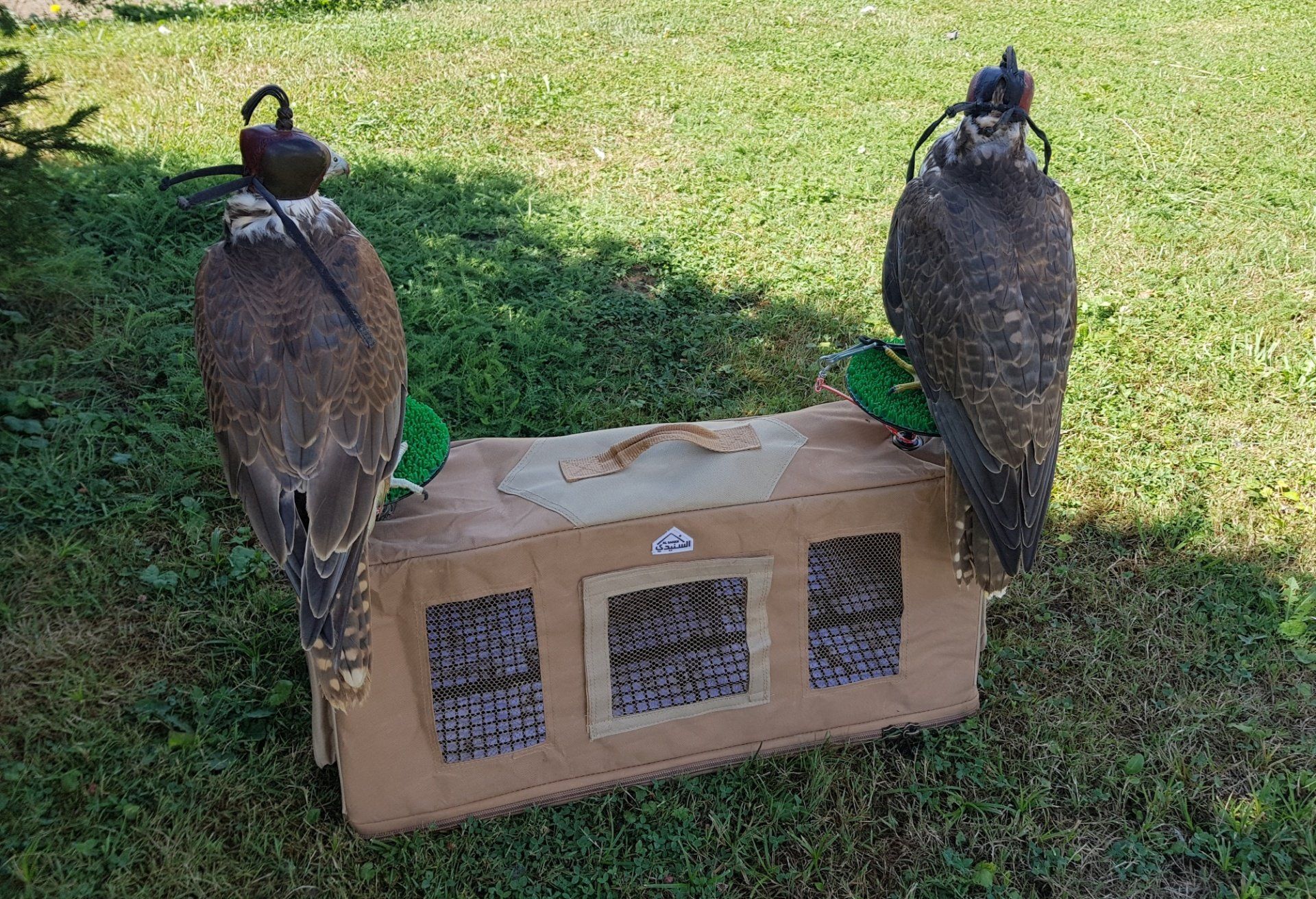 Faucon entrainement drone