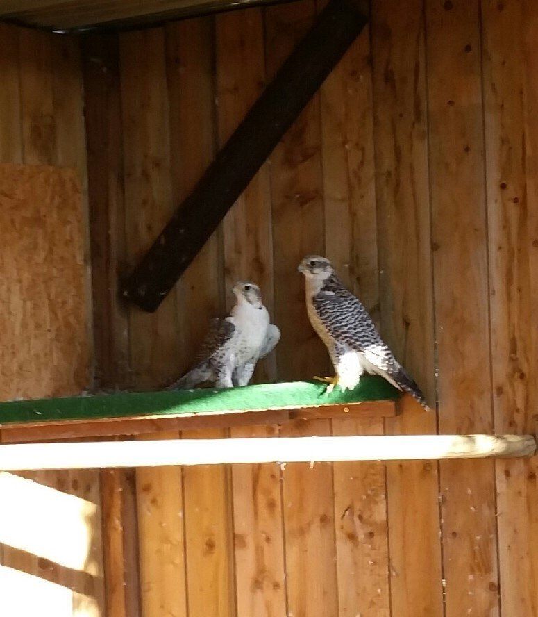 reproduction Gerfaux+x+sacre fauconnerie Lacroix Davy