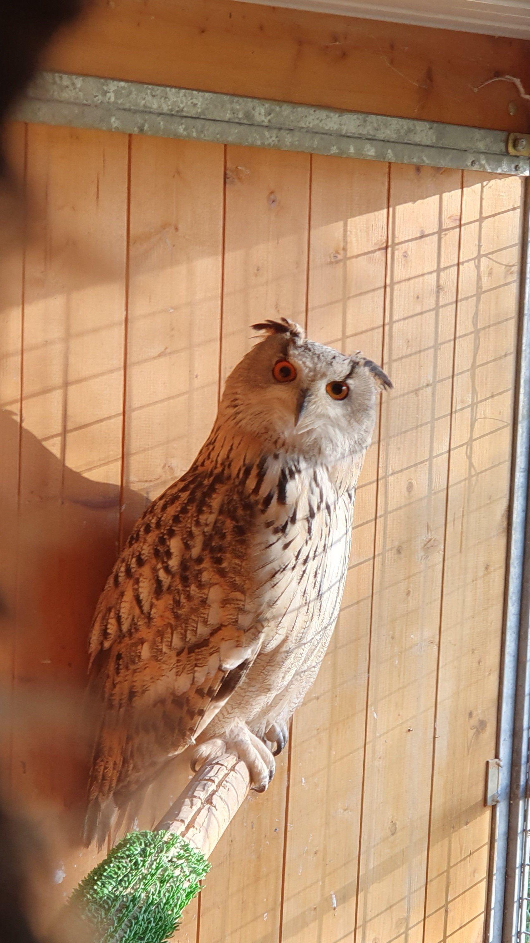 Elevage grand+duc+d-euroupe Fauconnerie Lacroix Davy