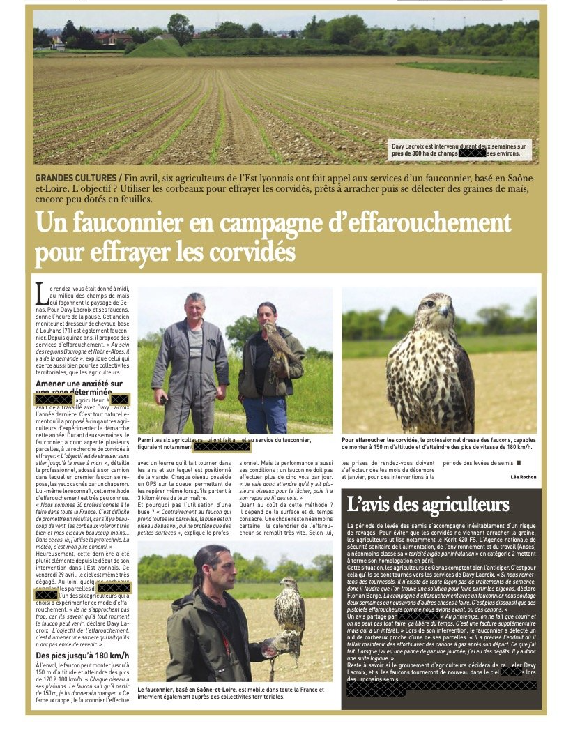 information-agricole-fauconnier-en-campagne-d-effaroument protection céreales L’effarouchement par des rapaces constitue une méthode naturelle et efficace pour protéger les cultures céréalières de corbeaux, en éloignant les oiseaux et nuisibles sans recours aux produits chimiques, tout en préservant l’équilibre écologique.