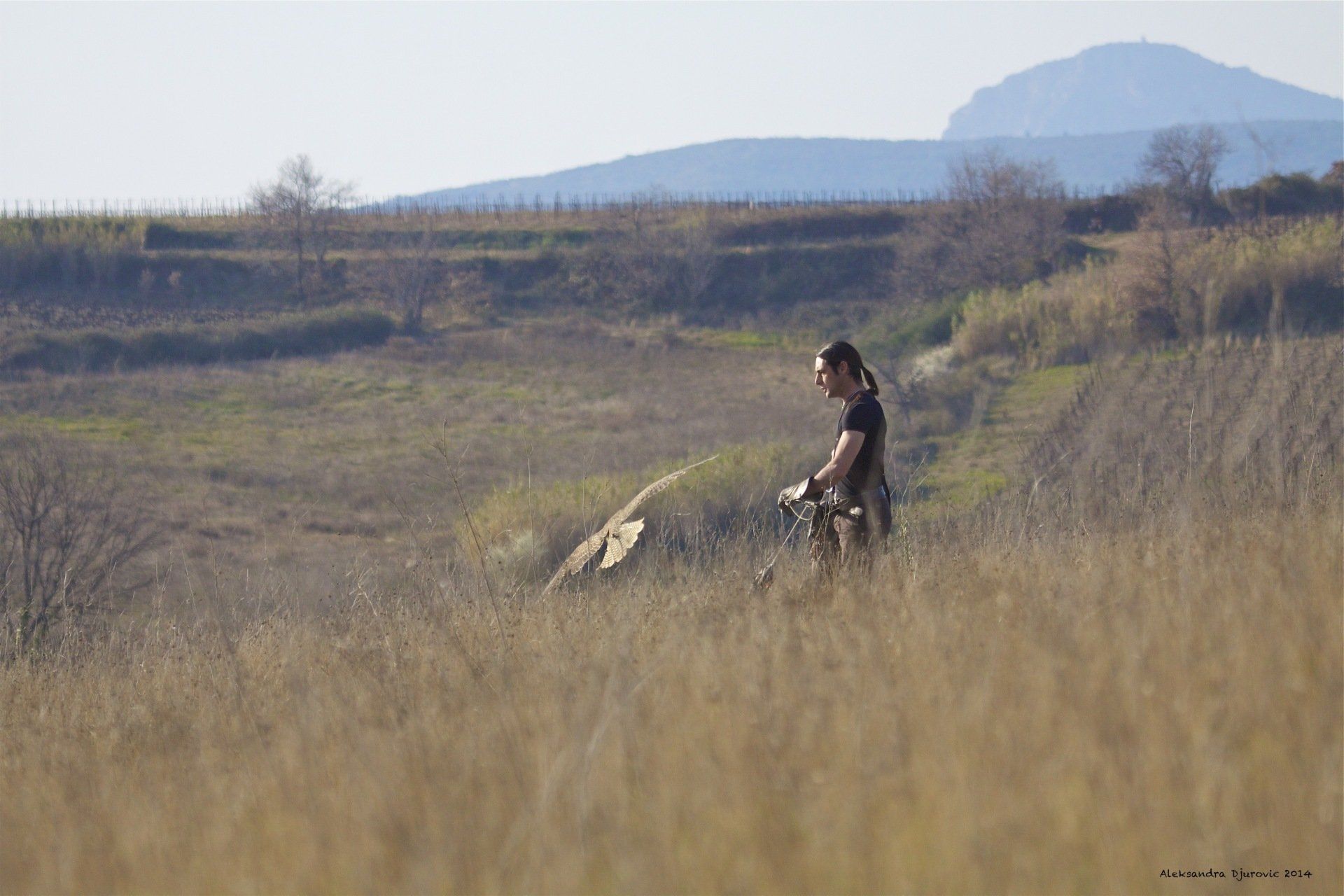 chasse au faucon Fauconnerie Lacroix Davy