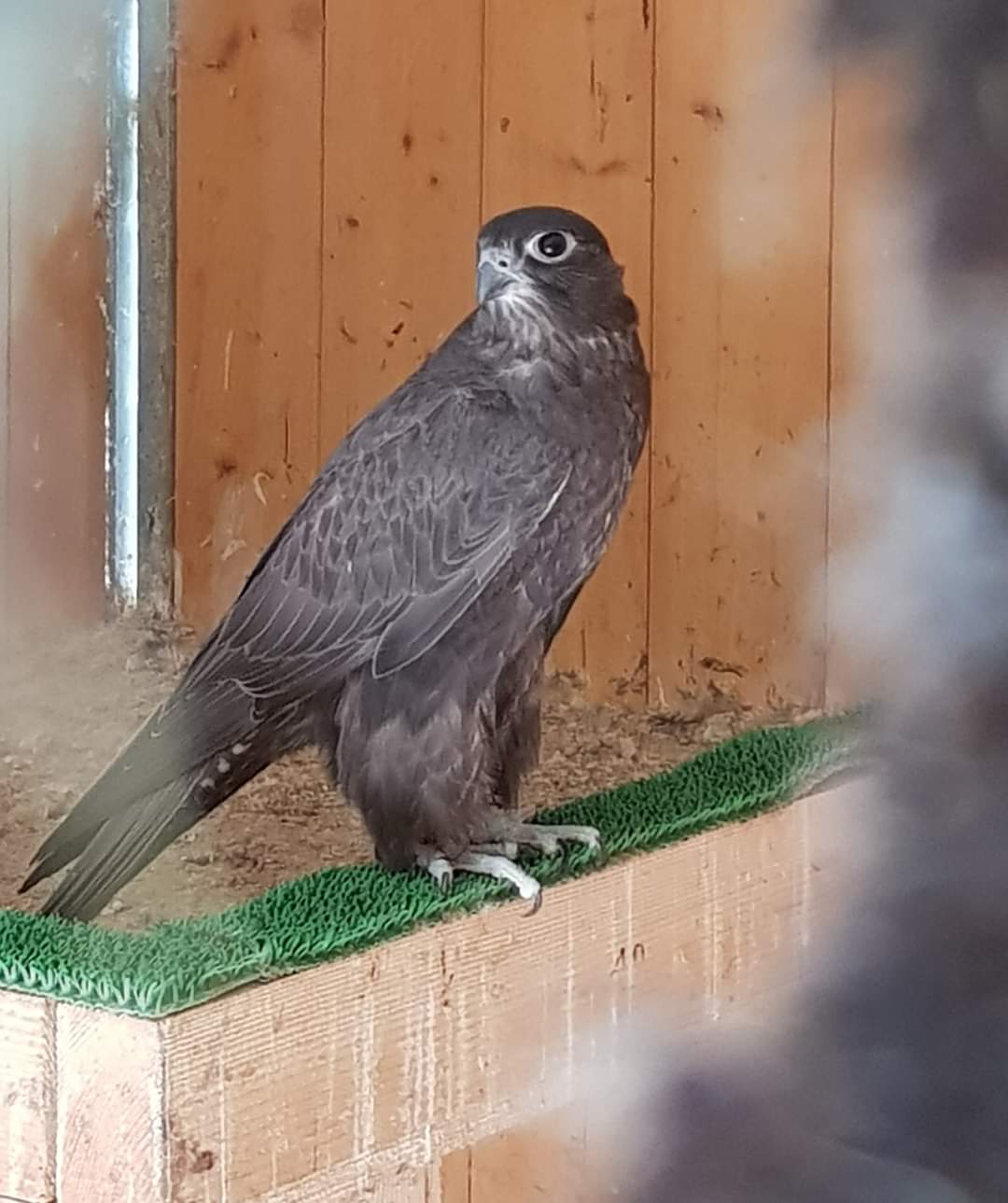 sacre+noir Fauconnerie Lacroix Davy