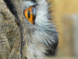 fauconnerie Effarouchement DL Notre service d’effarouchement des pigeons, situé près de Lyon, offre des solutions efficaces et respectueuses de l’environnement pour protéger vos bâtiments, cultures et espaces urbains. Grâce à l’utilisation de rapaces ou de dispositifs dissuasifs adaptés, nous éloignons durablement les pigeons tout en préservant la biodiversité locale. Nos méthodes d’effarouchement sont idéales pour les particuliers, collectivités et agriculteurs souhaitant un contrôle sûr, écologique et durable des nuisibles.