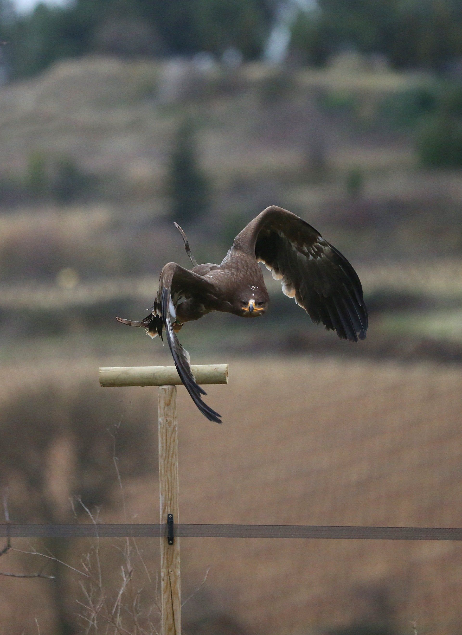 stage fauconnerie aigle