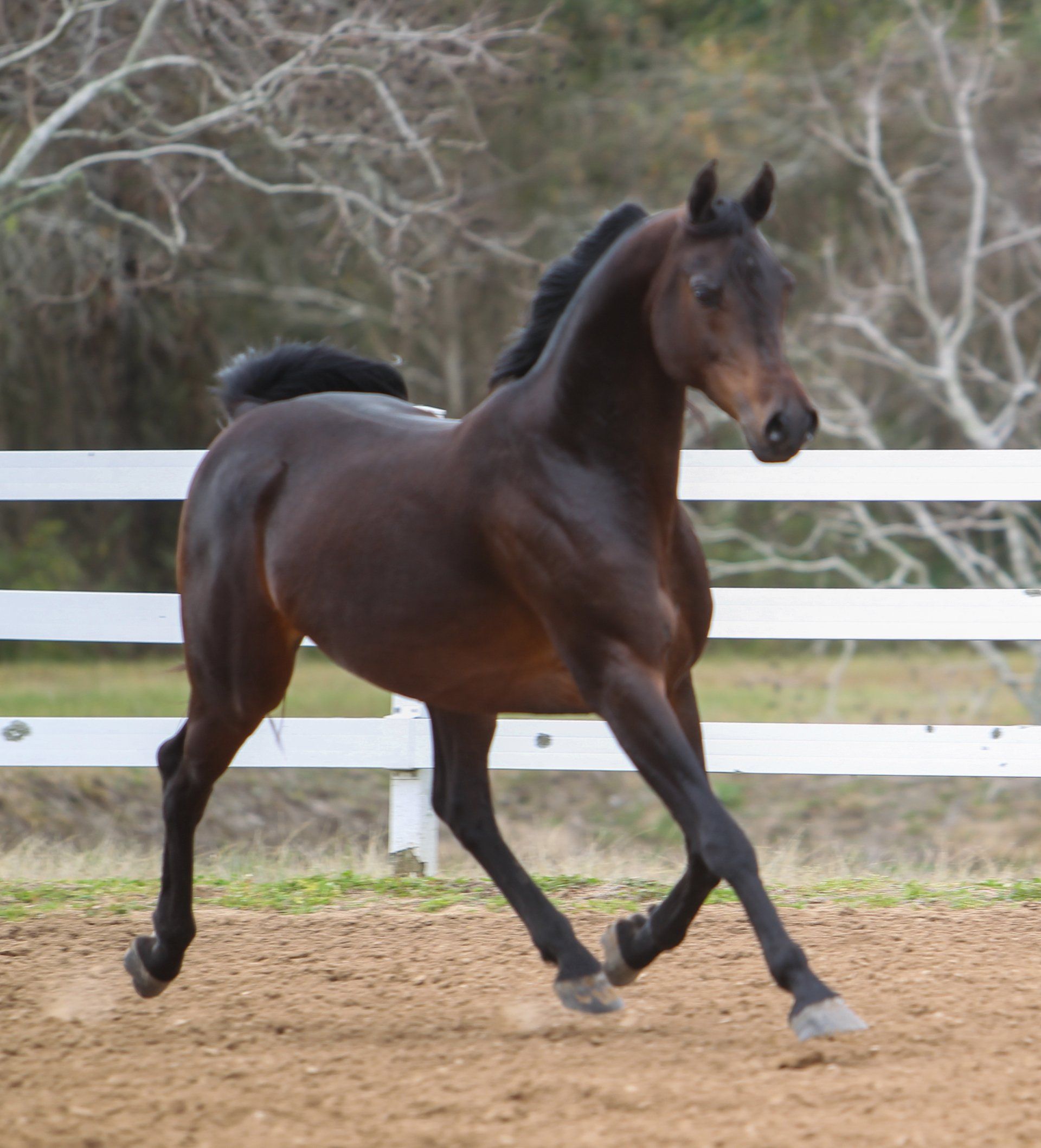 National Champion stallion available for frozen semen