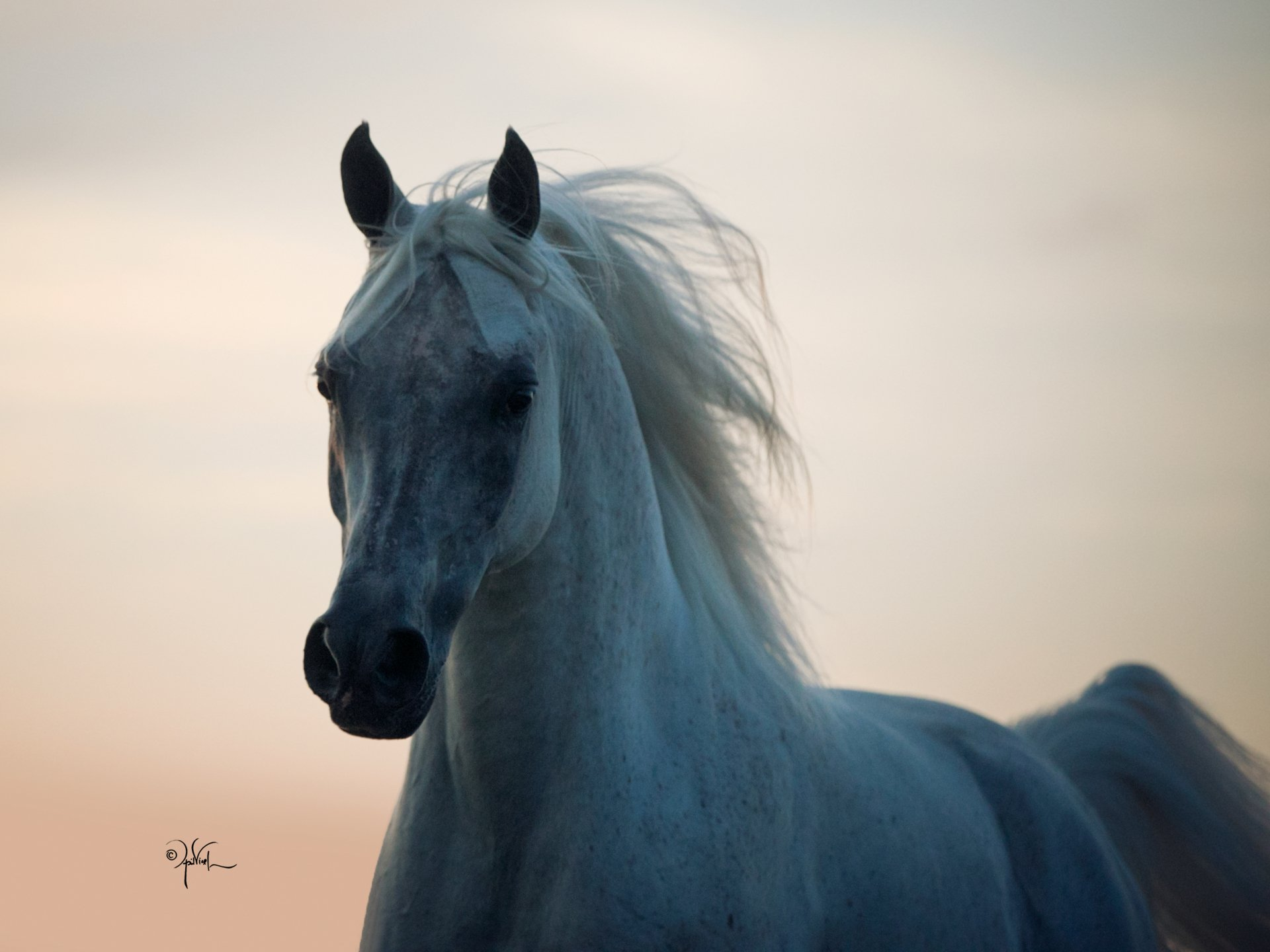 Multiple national champion sport horse stallion