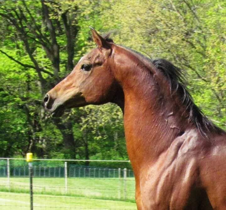 Natural Khemistry is one of the last breeding sons of Khemosabi