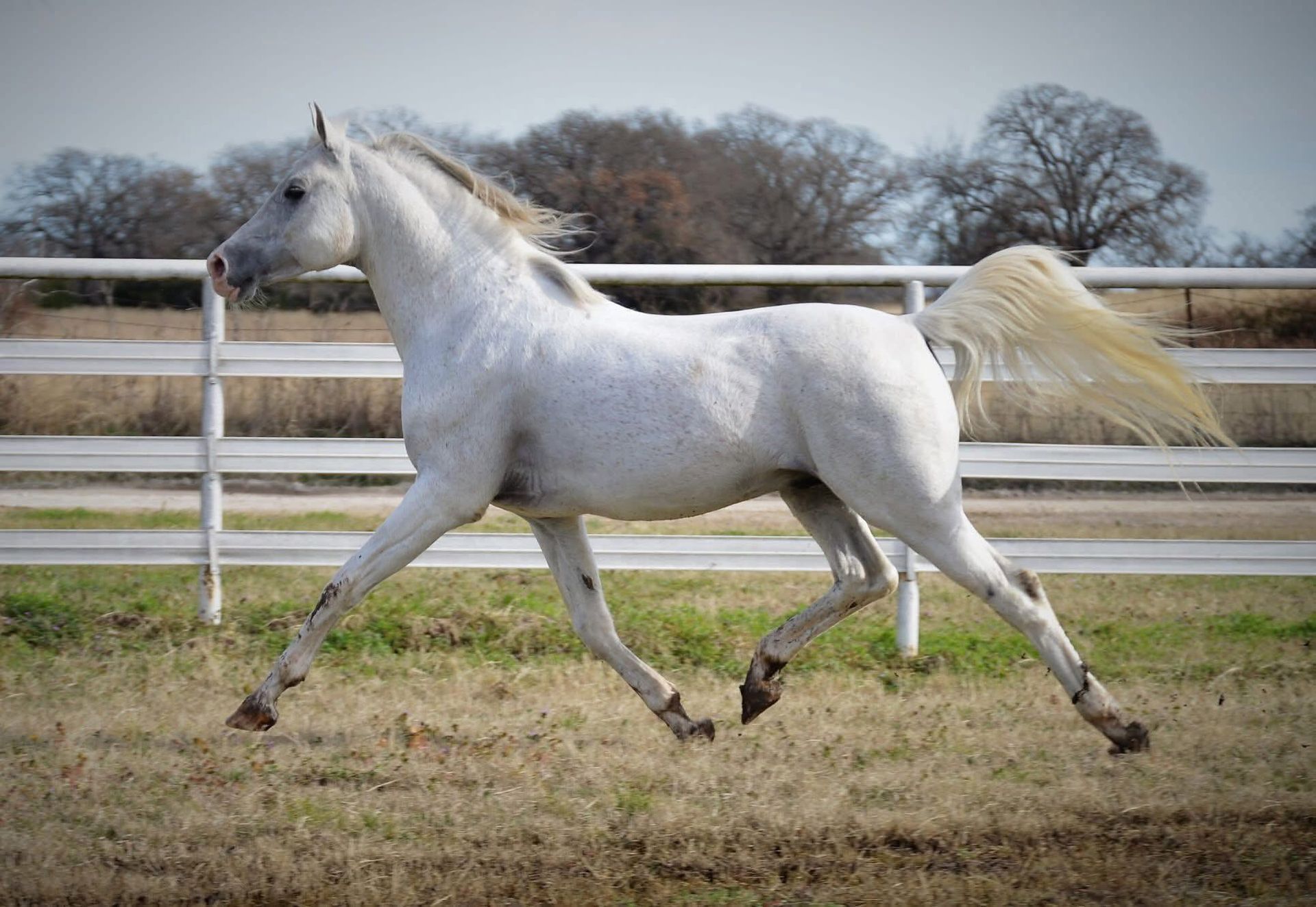 Sport Horse in Hand and dressage champion stallion for breeding