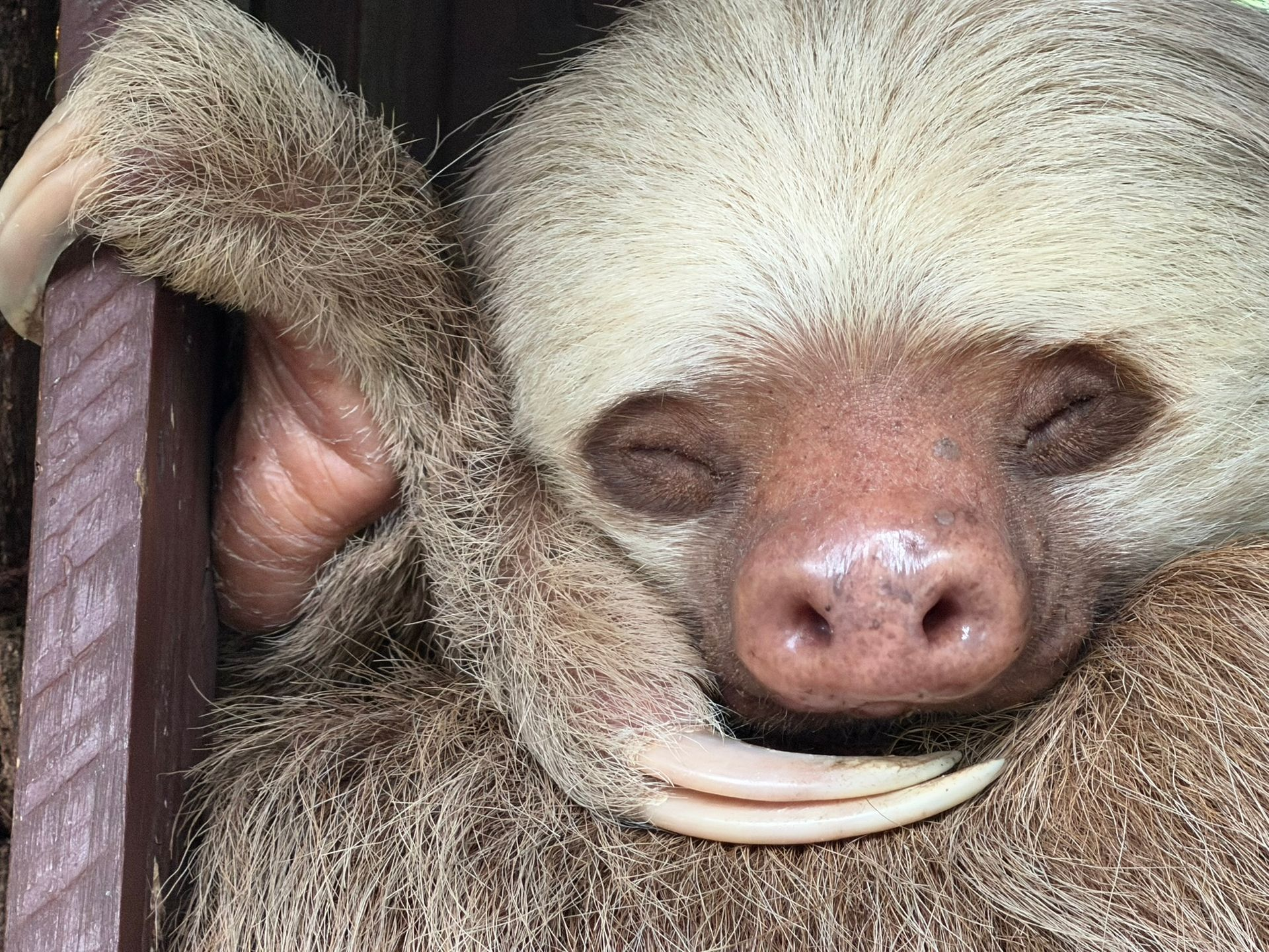 Two toed sloth sleeping with eyes closed while hanging onto a wooden structure at a wildlife refuge