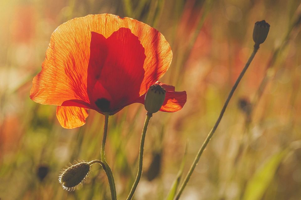 Foto: Susanne Jutzeler, suju-Foto / pixabay