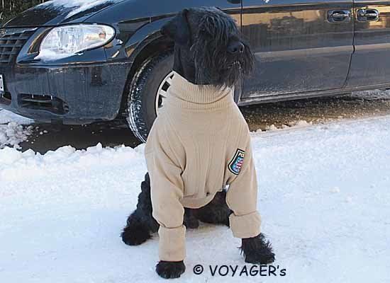 Riesenschnauzerrüde Gauner im Pulli