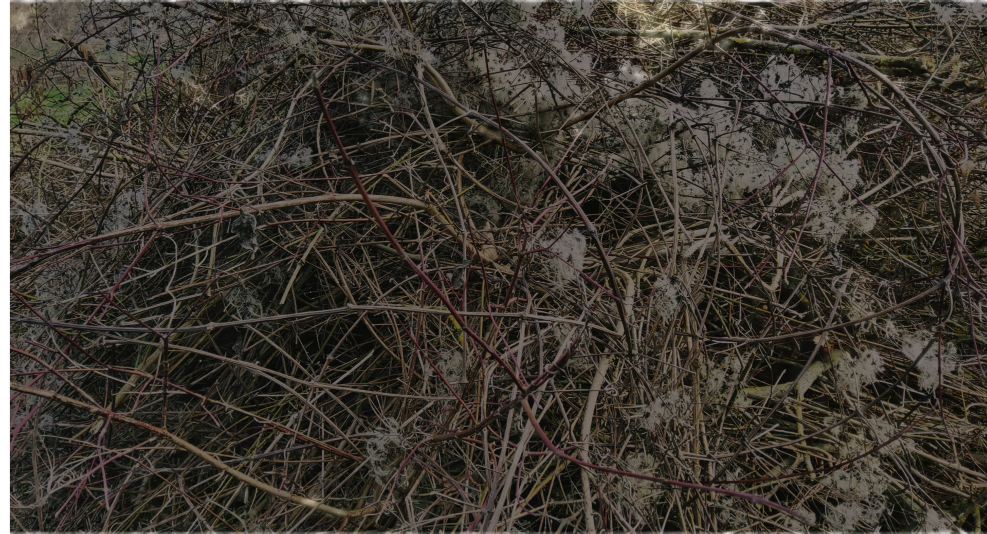 Hui-Chun Lin Edition