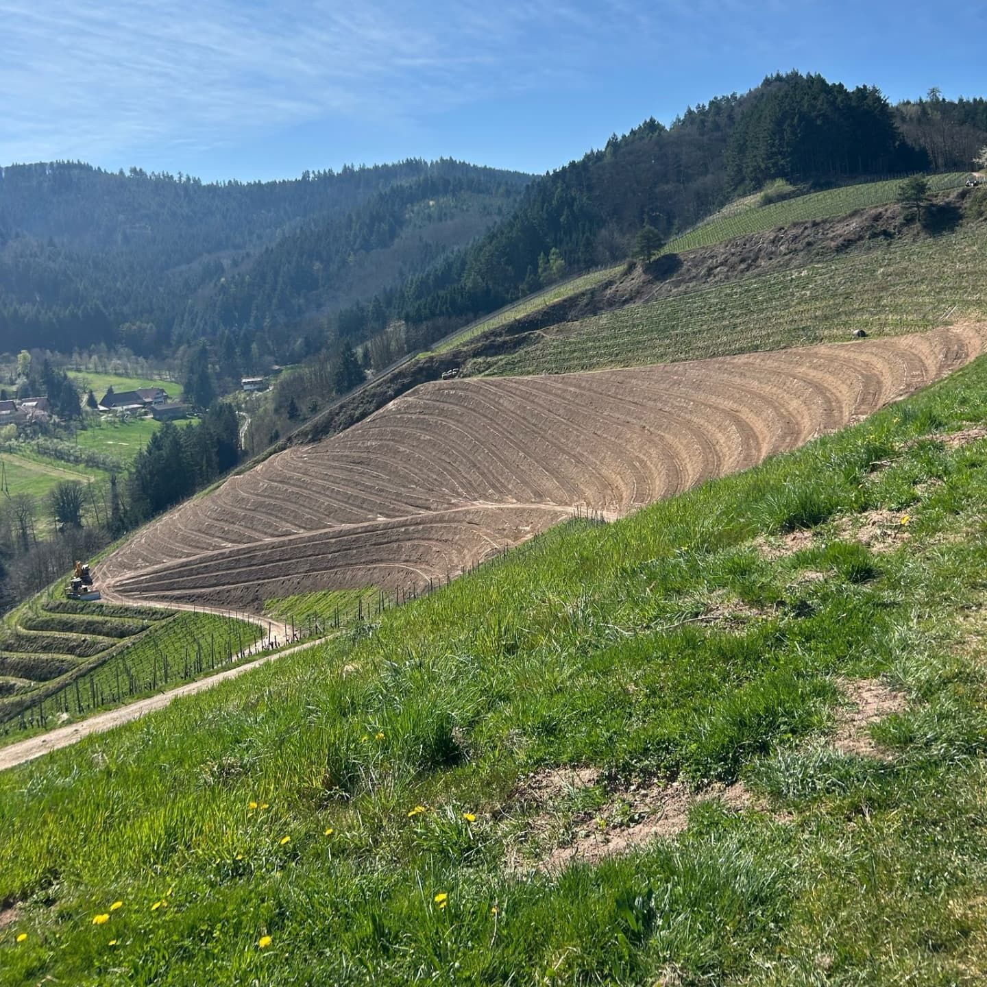 Rebterrassierung Durbach