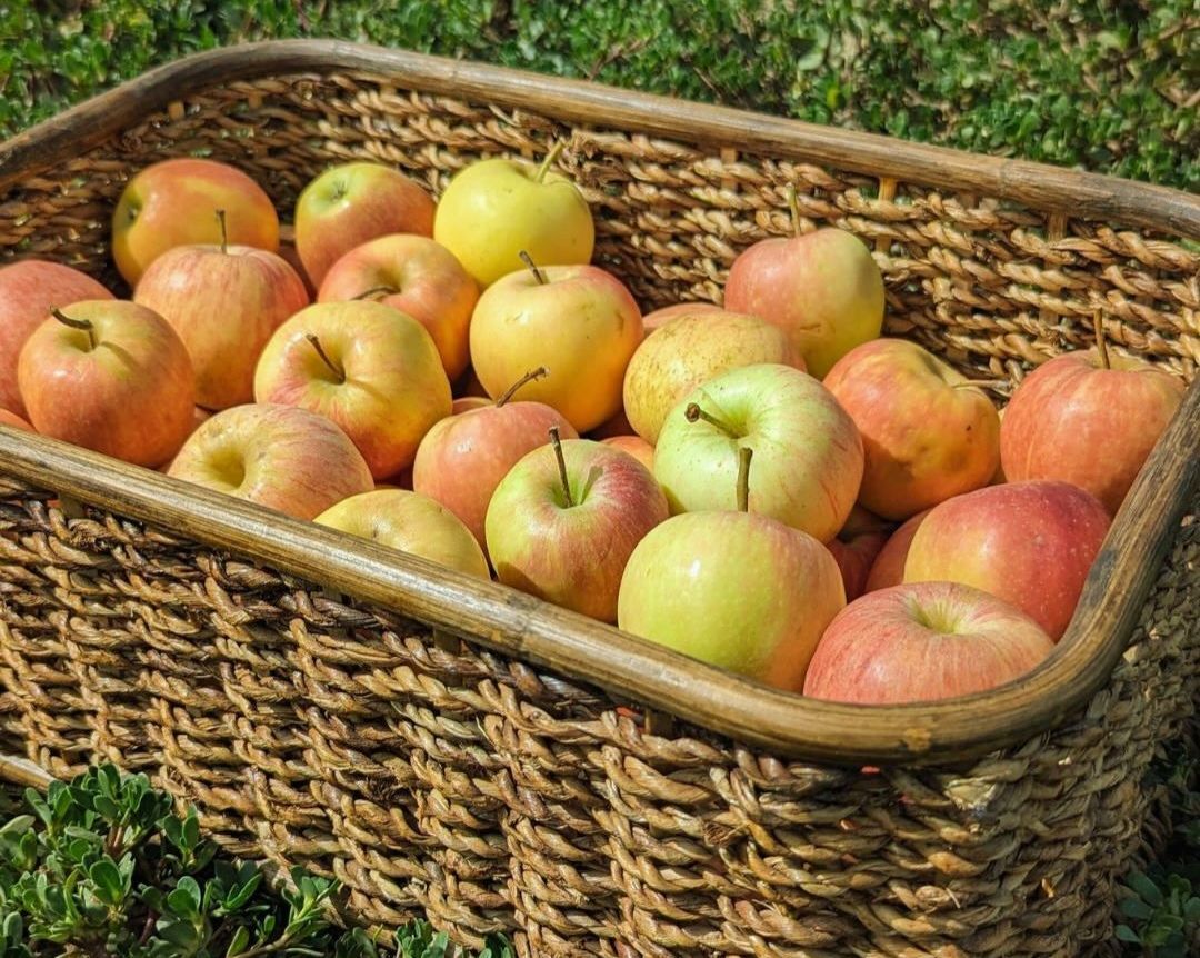 Toulouse FM Verger de candie verger bio à toulouse