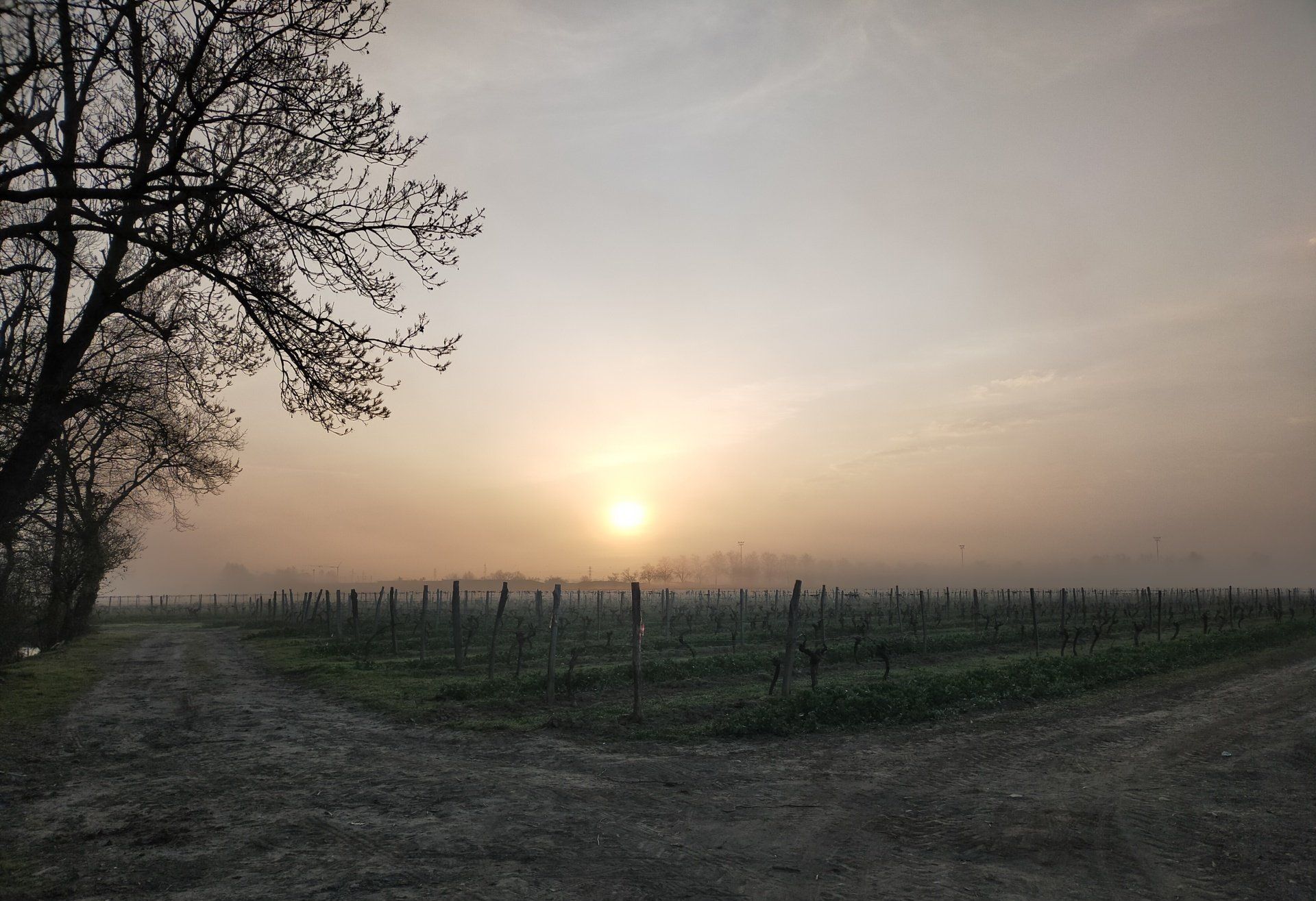 pommes, kiwis, raisins à cueillir soi meme sur l'arbre