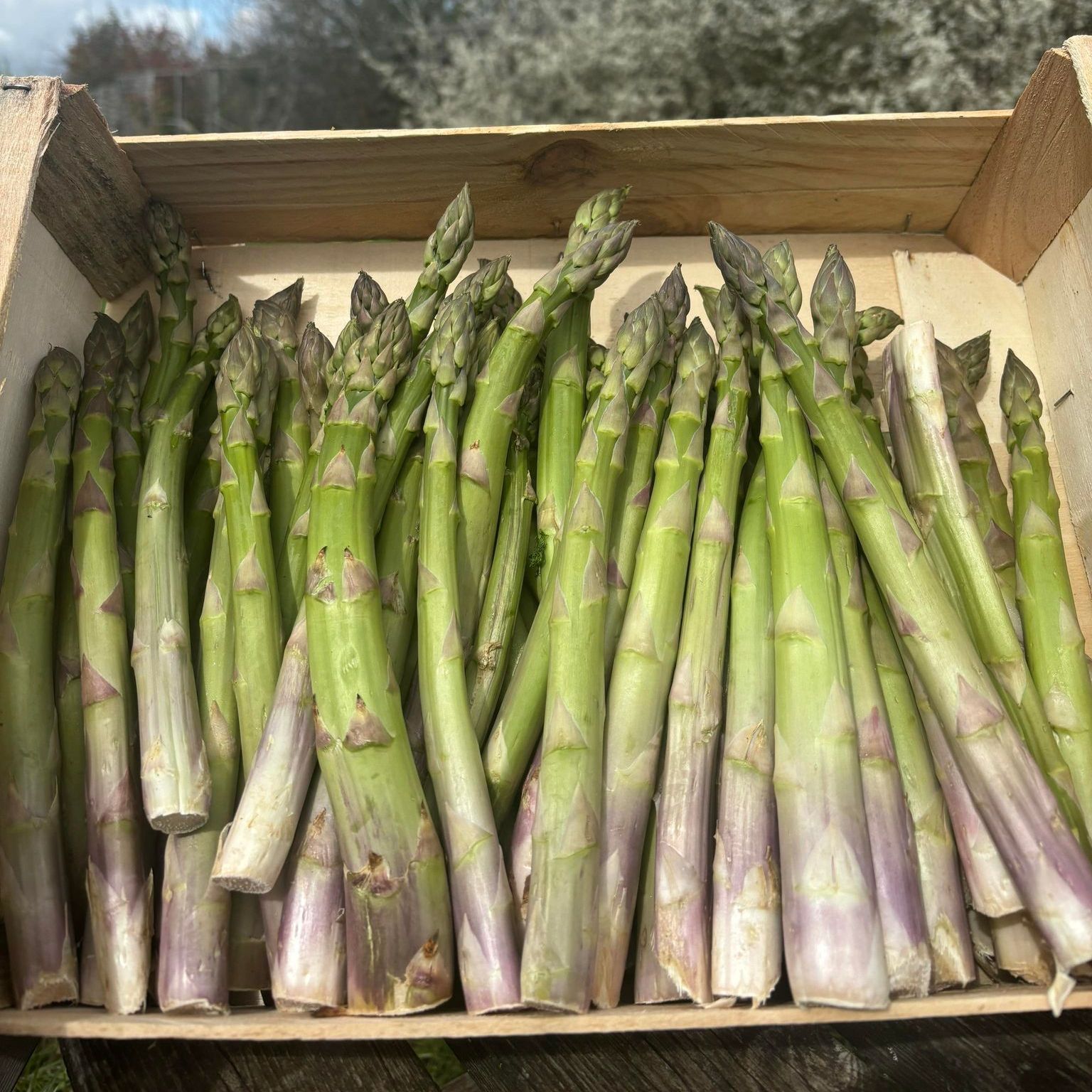 earl metge asperges et artichauts
