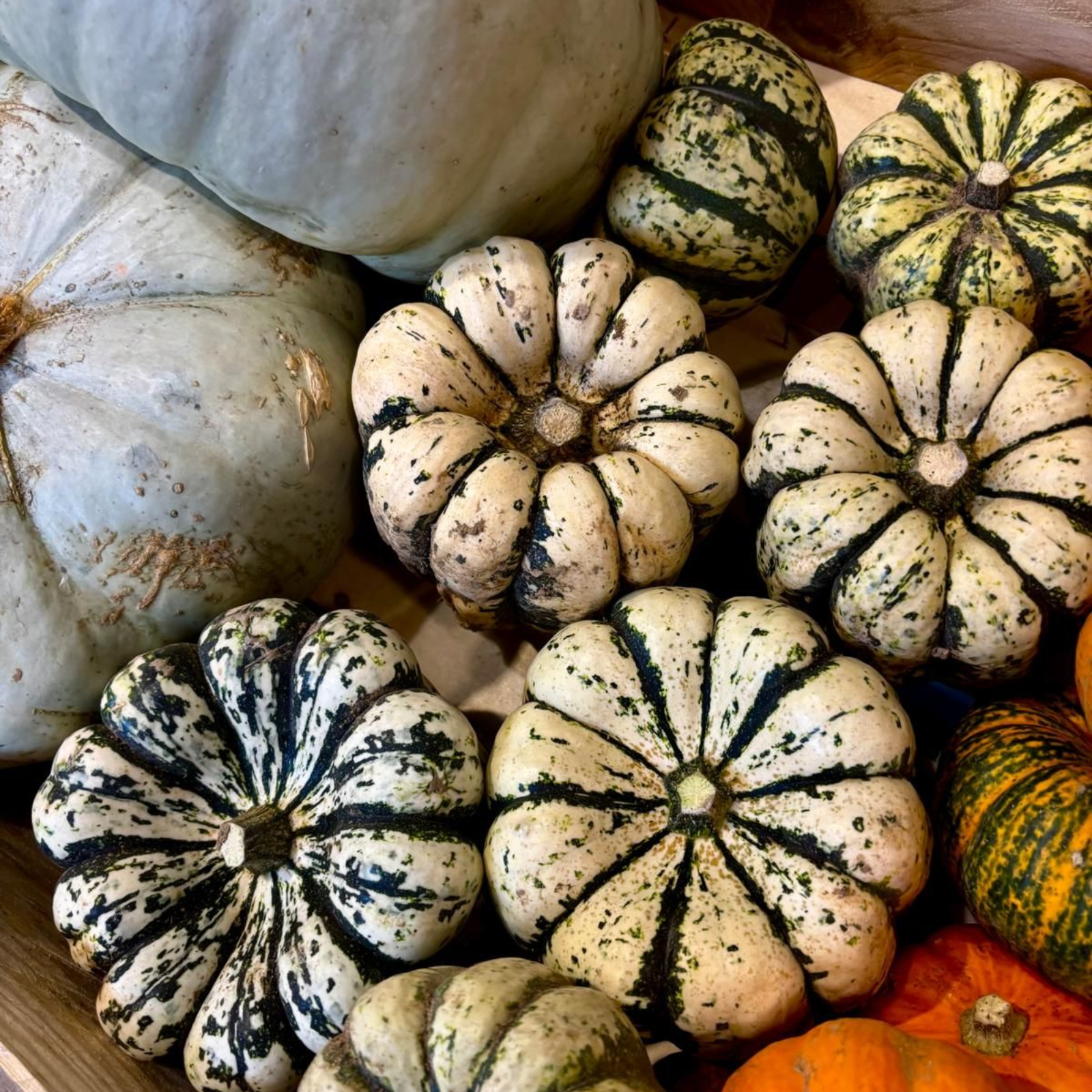 courges