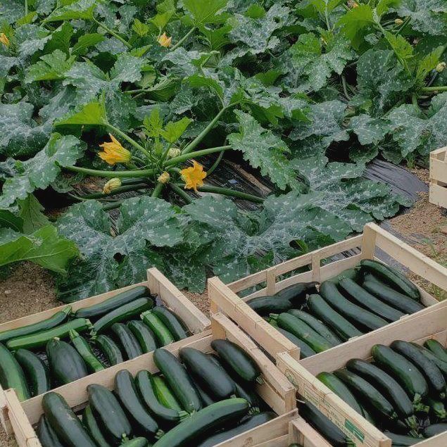 Notre production de jus de pommes artisanal bio verger de toulouse cueillette vignes magasin fermier
