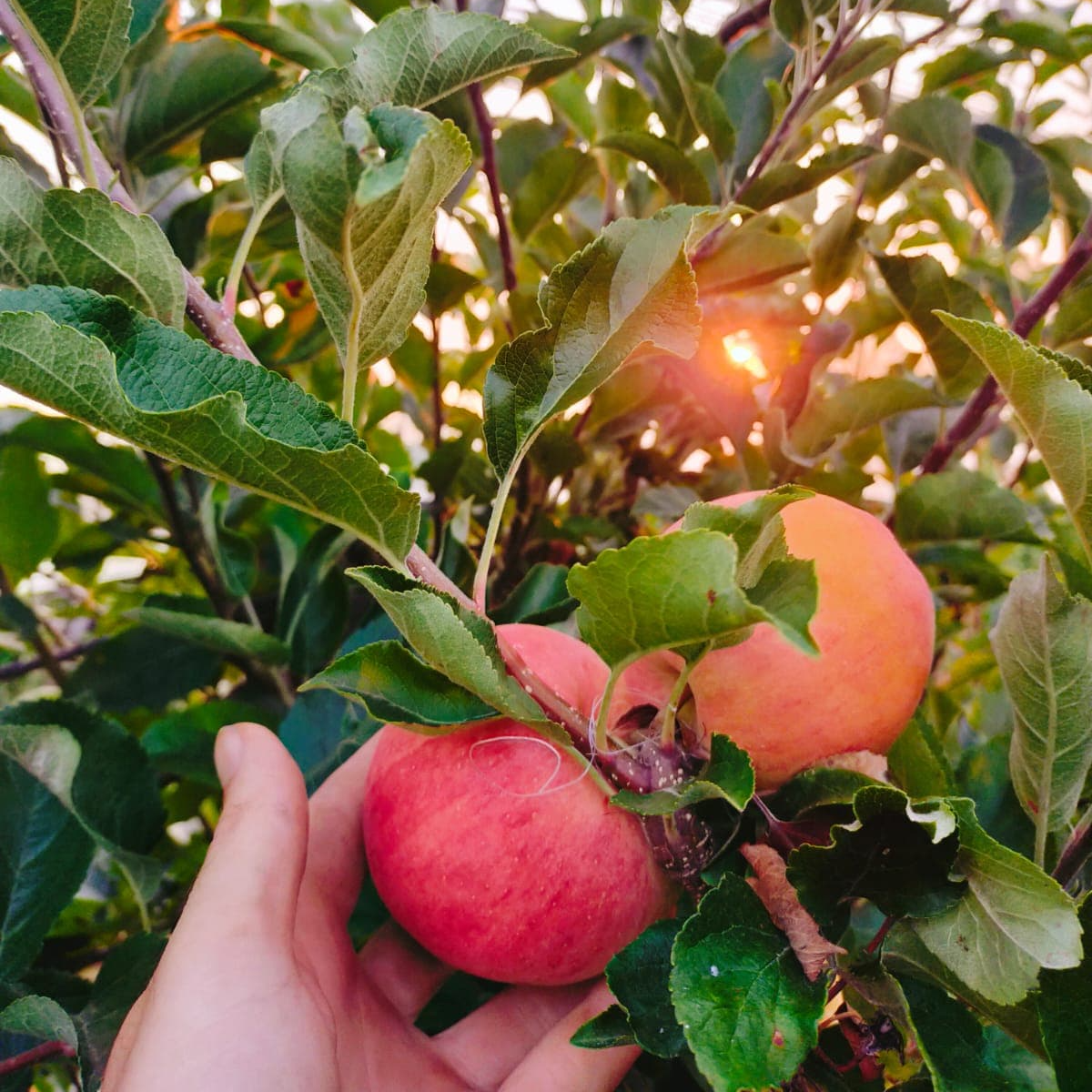 cueillette pommes bio verger de candie toulouse