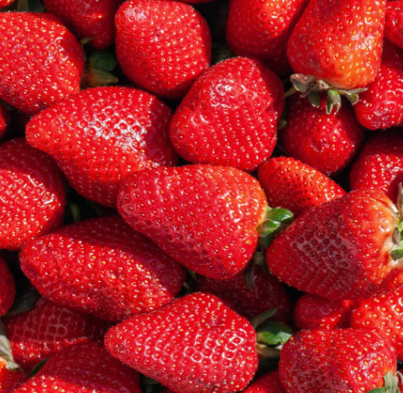 fraise producteur local